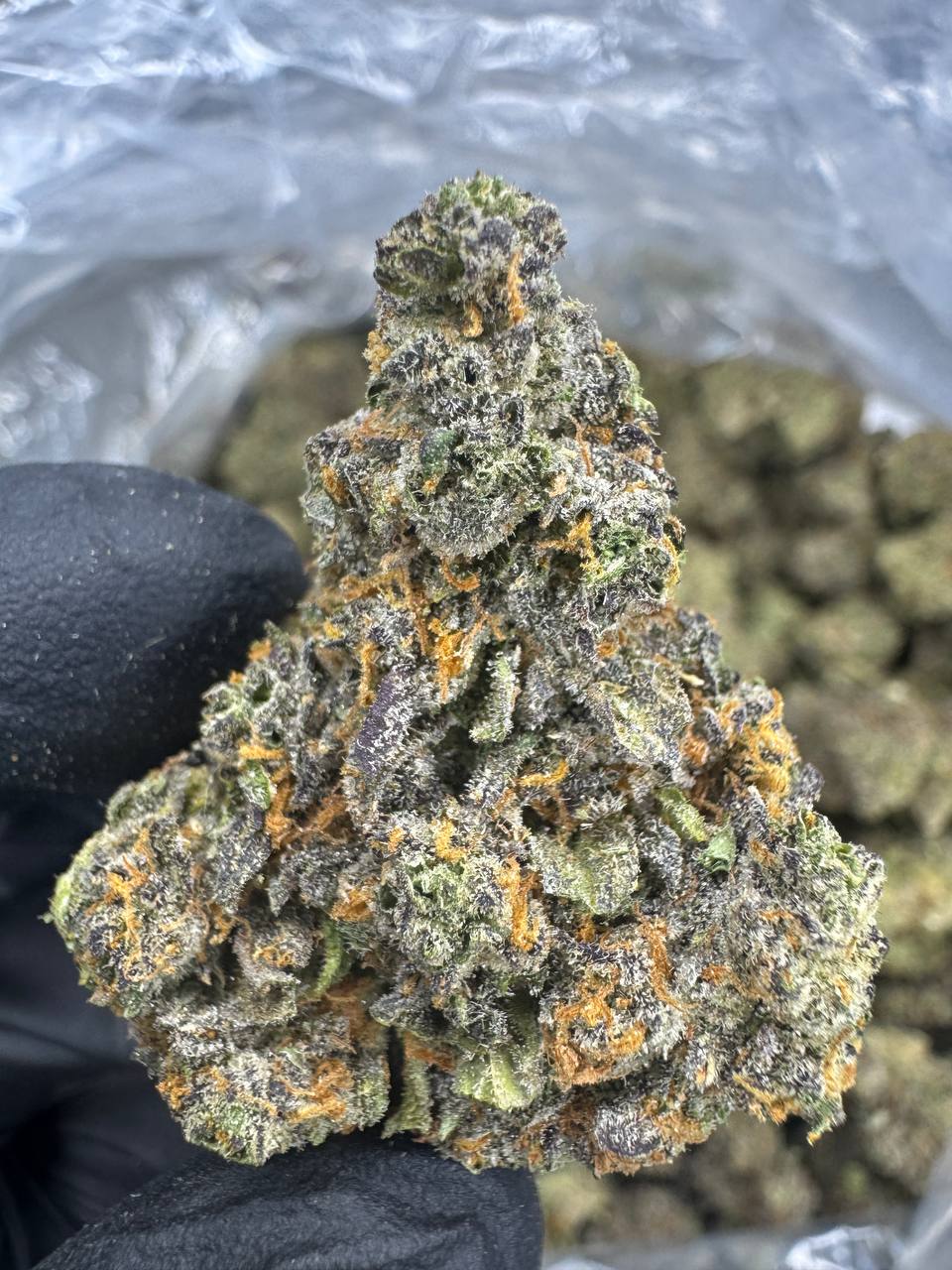 Bacio Gelato - THCA BULK FLOWER - EXOTIC INDOOR