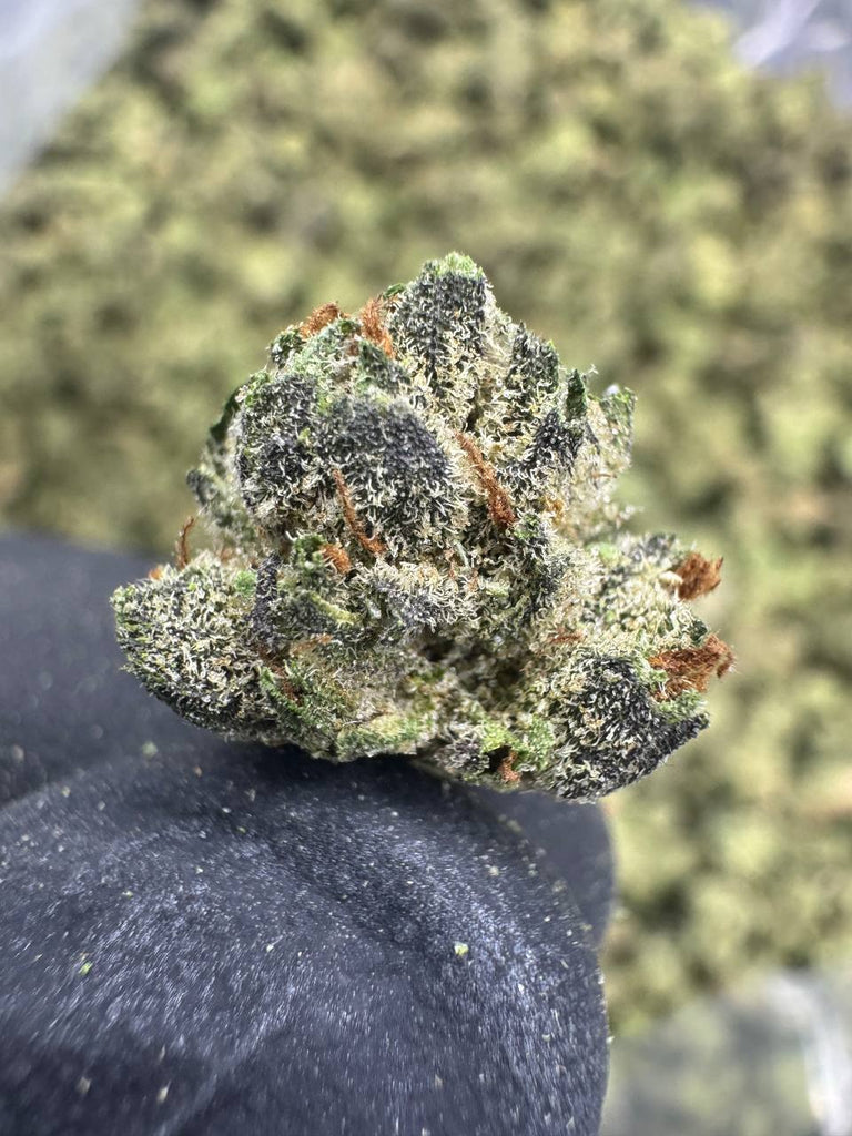 Bacio Gelato - THCA BULK FLOWER - TOP SHELF SMALLS