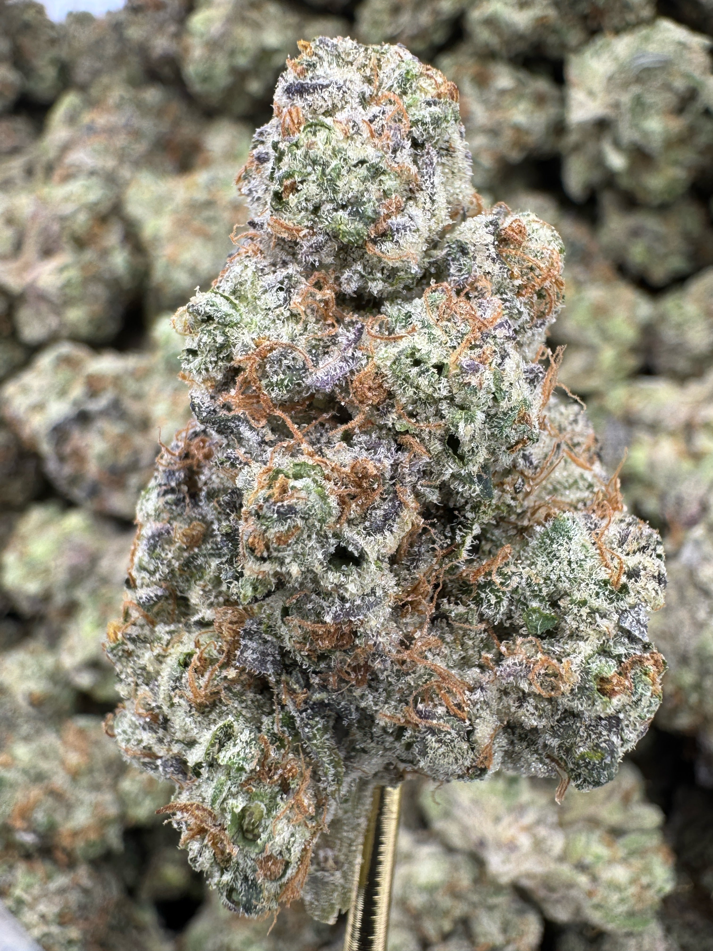 Banana Mochi - THCA BULK Flower - Indoor Exotic