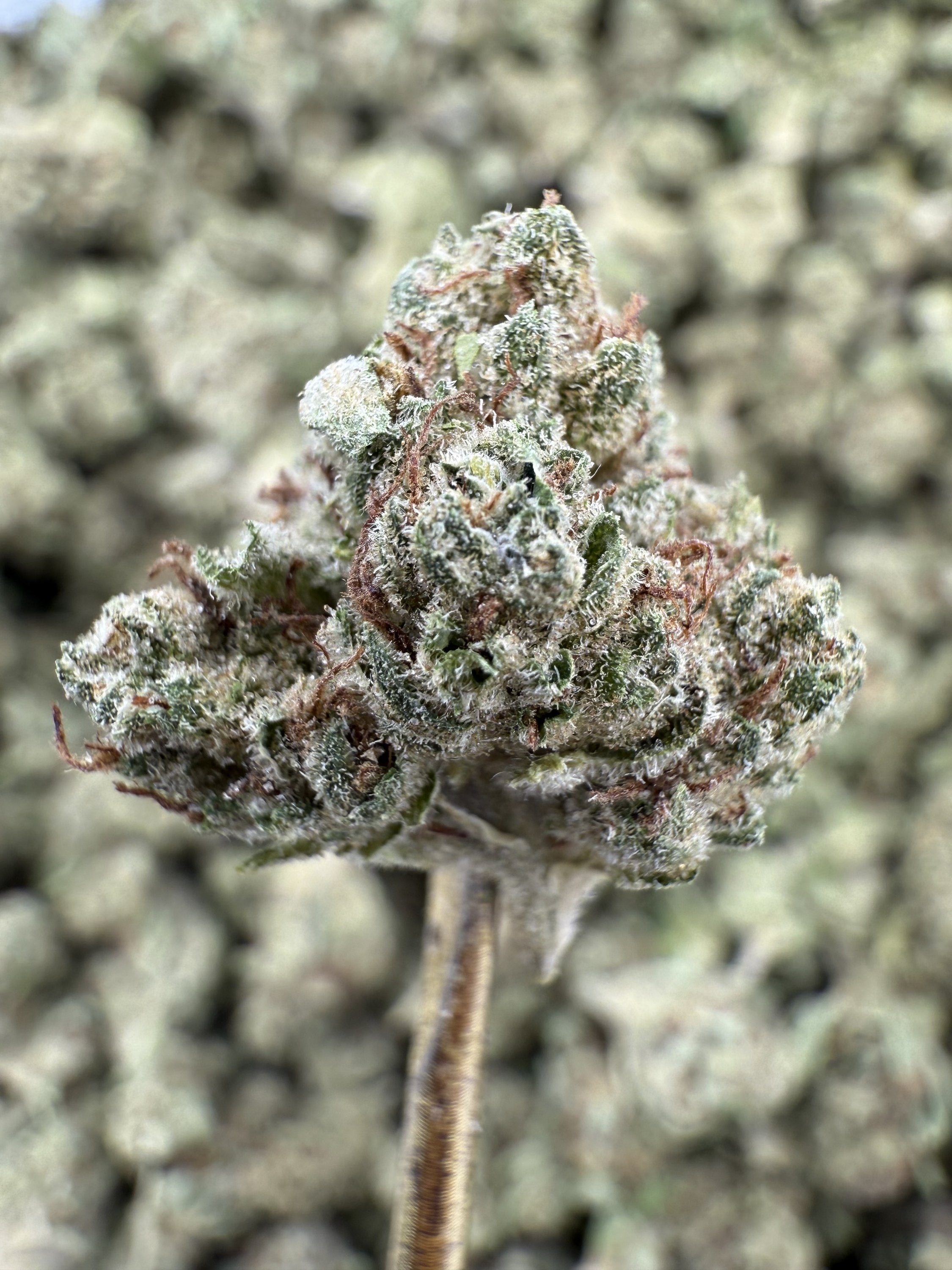 Banana OG - THCA Flower - Greenhouse Gold Nuggets
