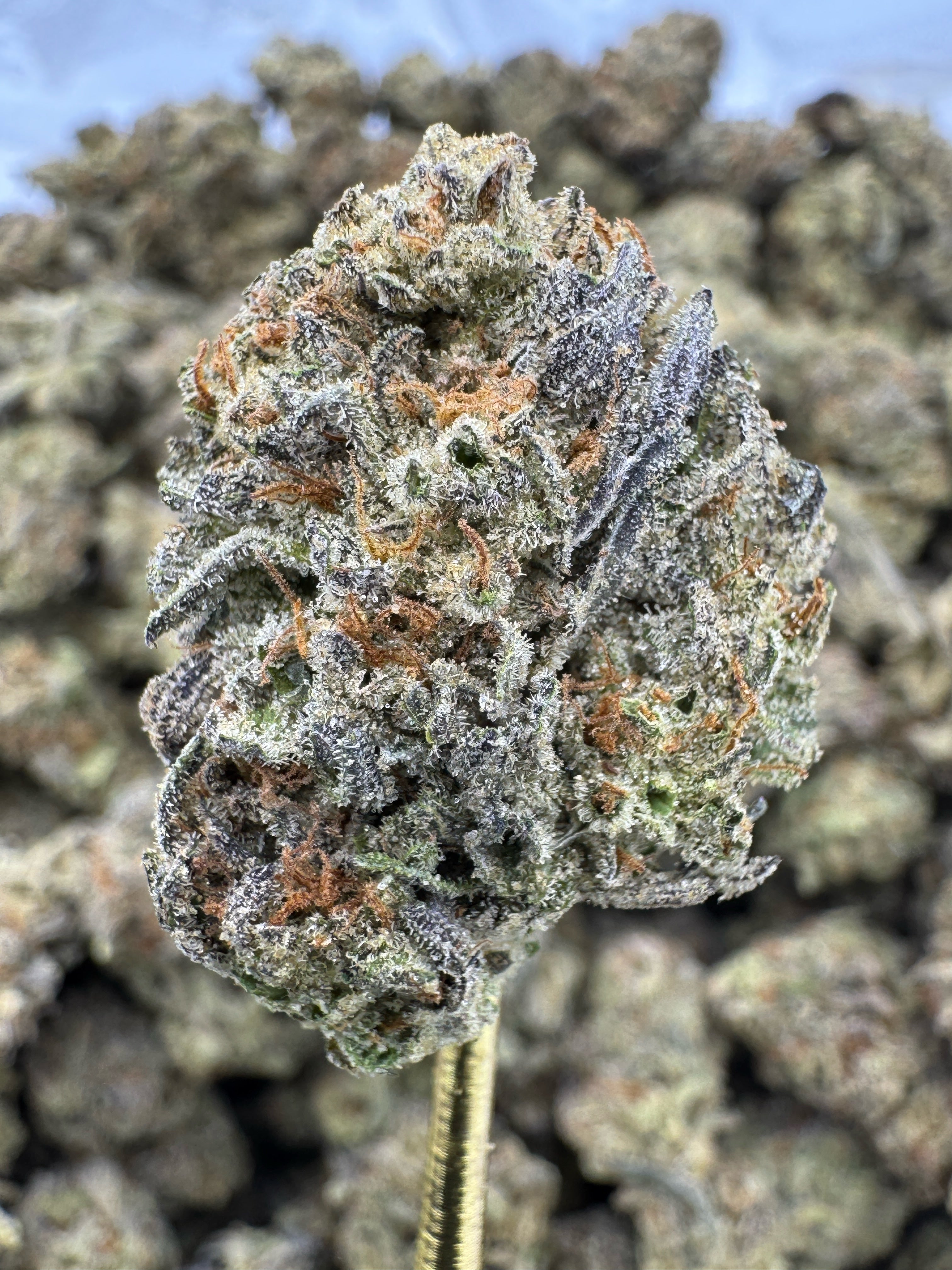Birthday Cake - THCA BULK Flower - Greenhouse