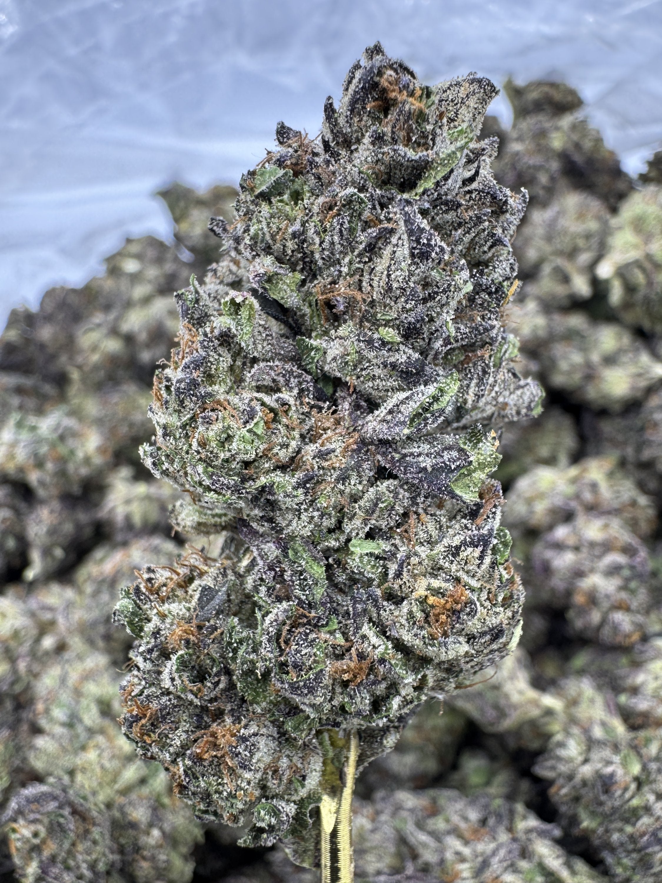 Birthday Cake - THCA BULK Flower