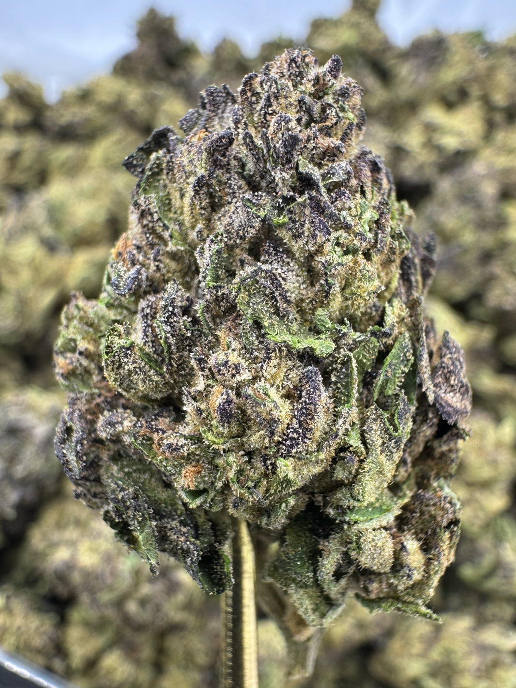 Birthday Cake - THCA BULK FLOWER - TOP SHELF