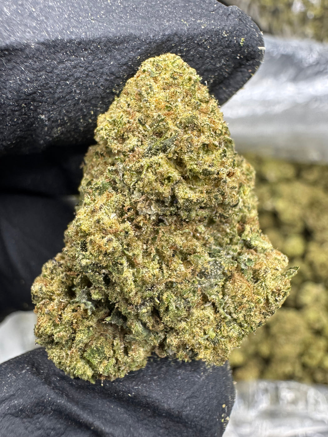 Biscotti - THCA BULK FLOWER- TOP SHELF