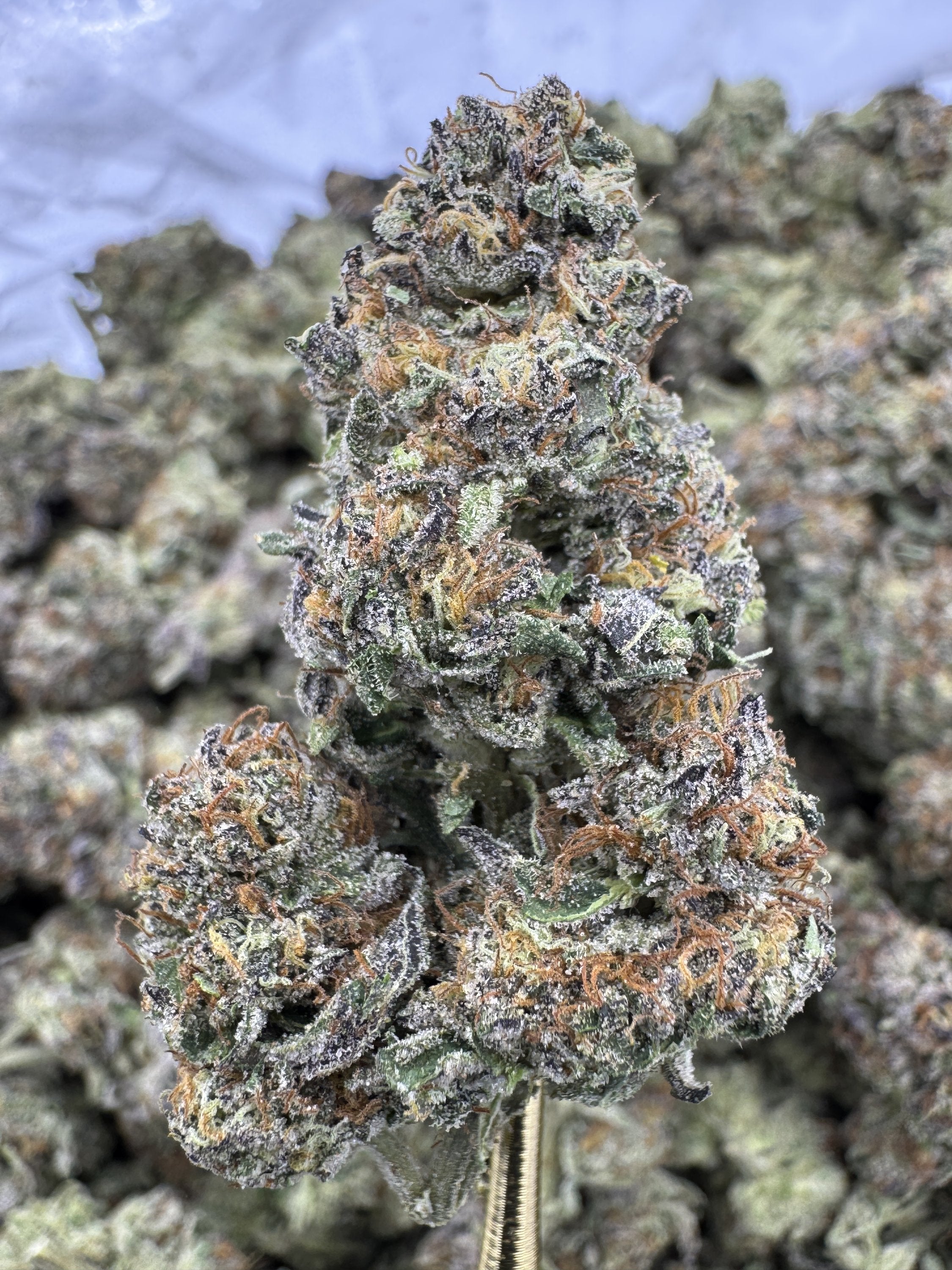 Biscotti - THCA BULK Flower - Greenhouse
