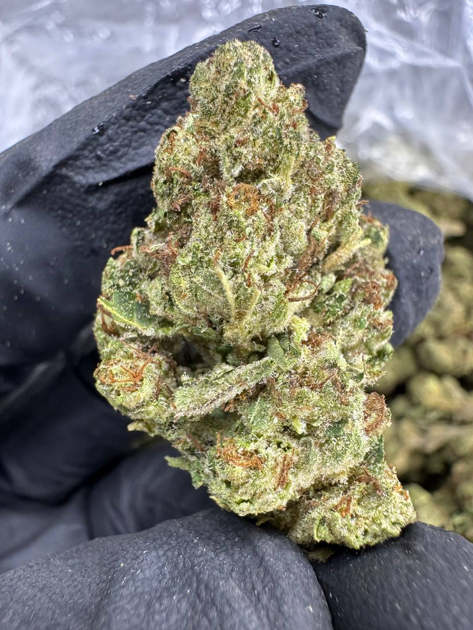 Biscotti - THCA BULK Flower - Sungrown