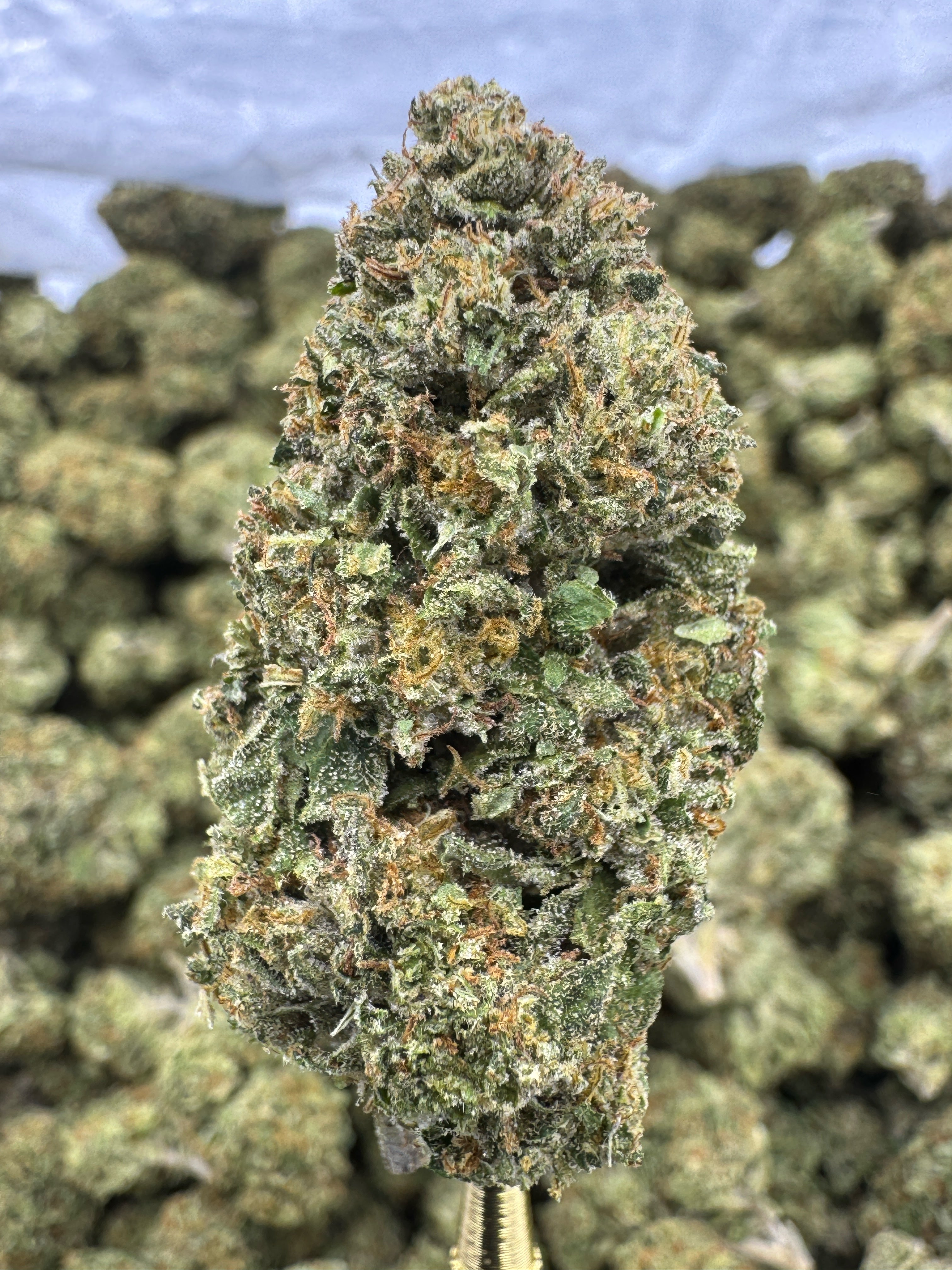 Biscotti - THCA Flower - Greenhouse Top Cut