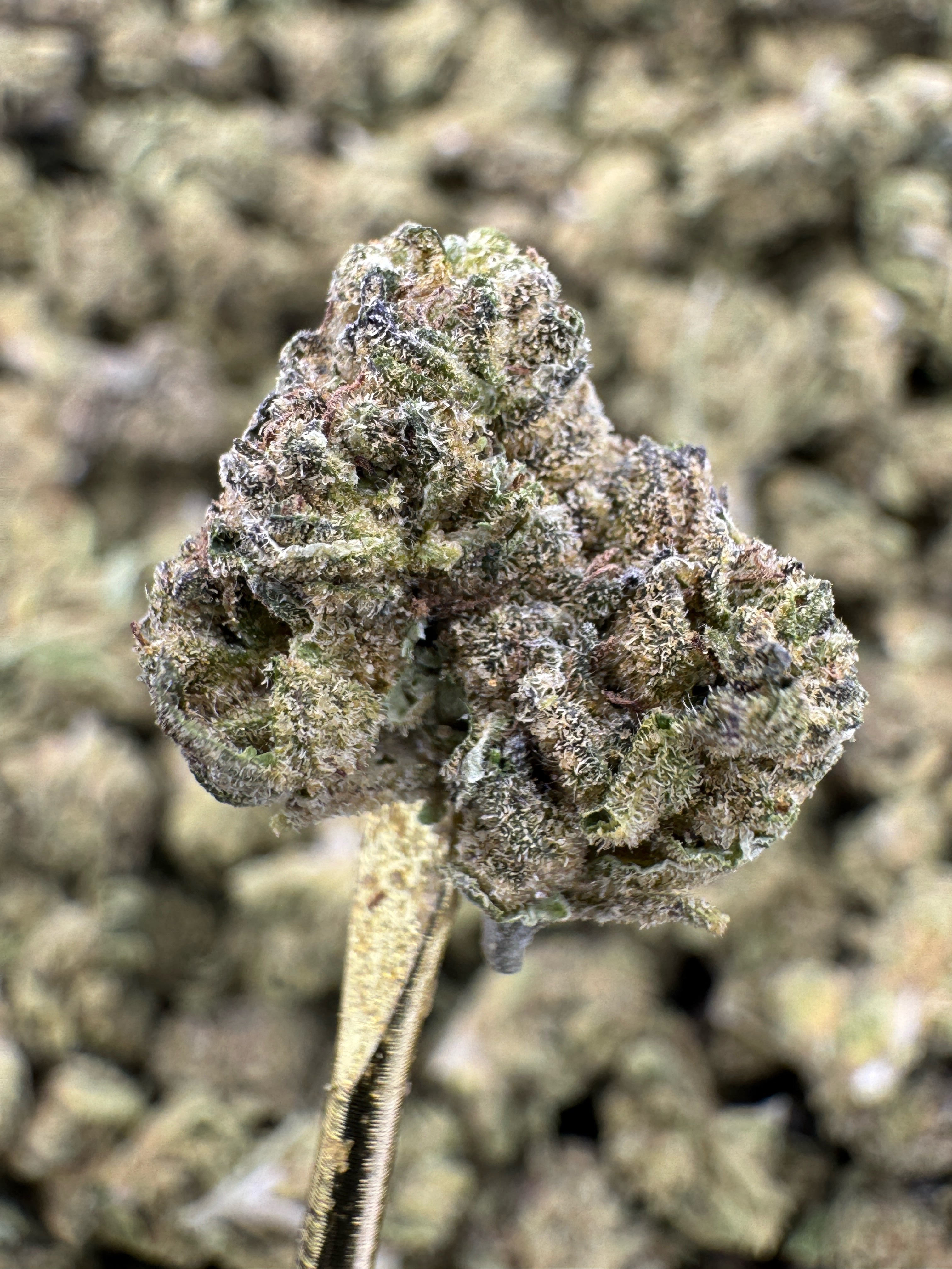 Black Cherry Gelato - THCA Flower - Indoor Gold Nuggets