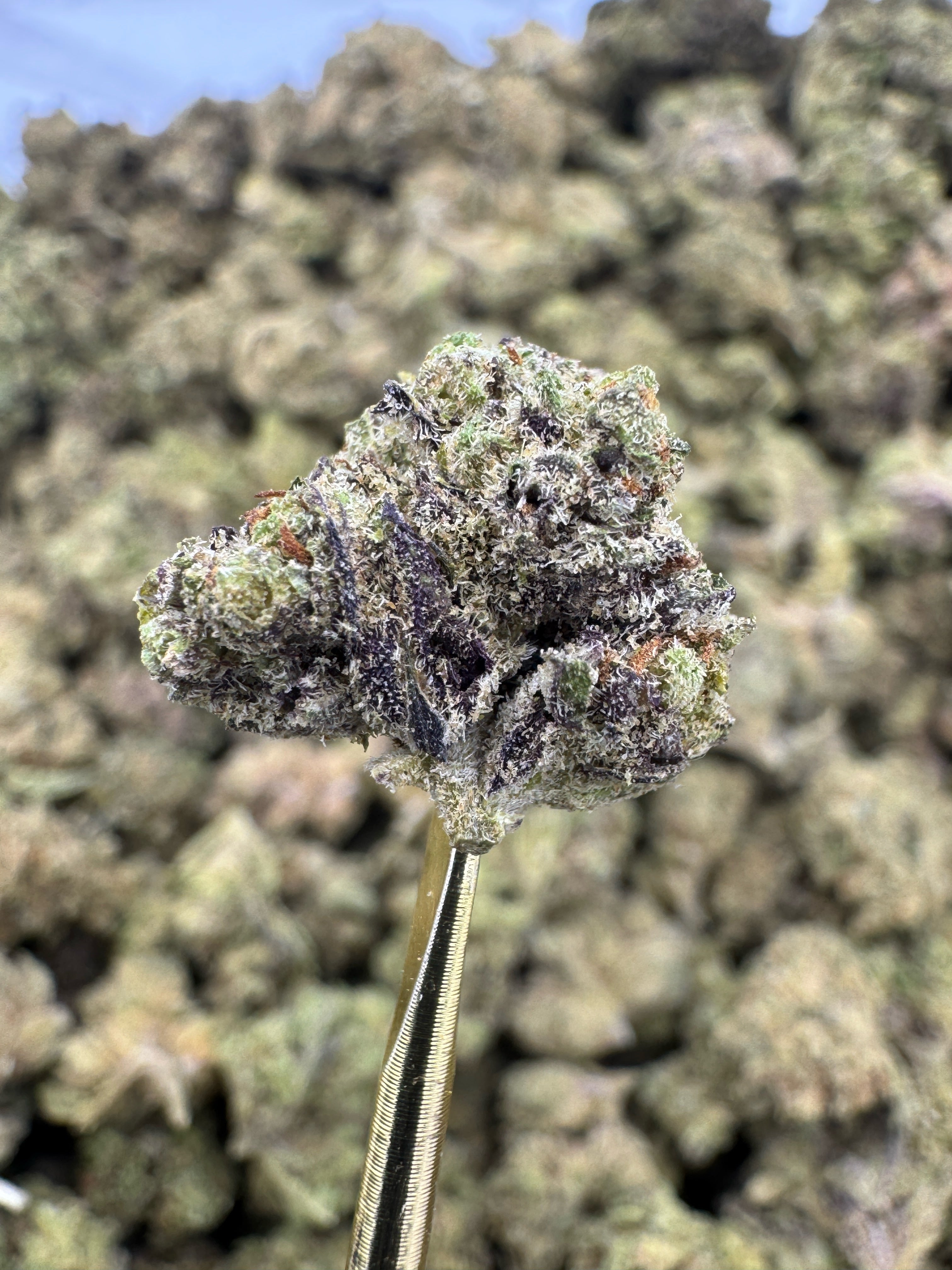 Black Runtz - THCA Flower - Greenhouse Gold Nuggets