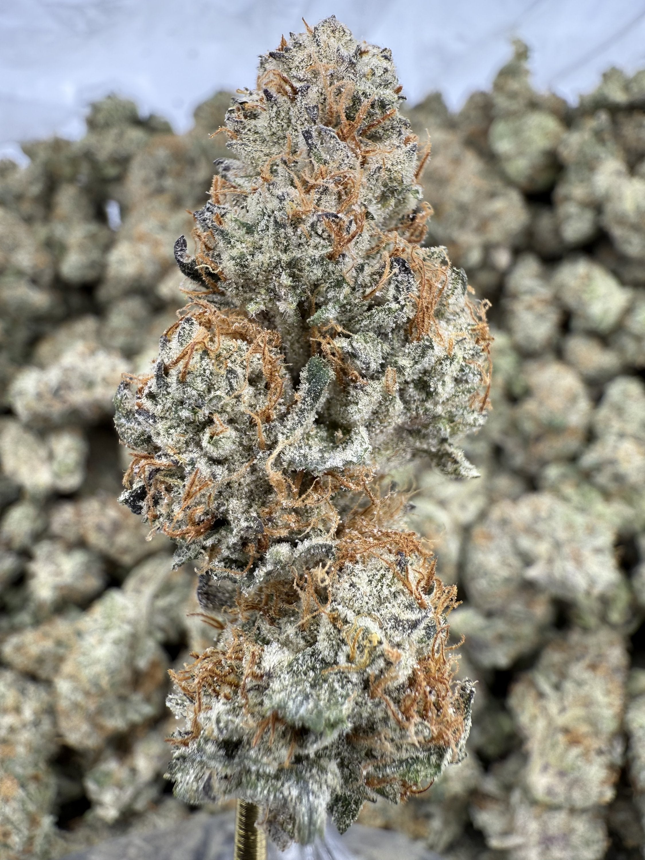Black Amber - THCA BULK Flower - Indoor