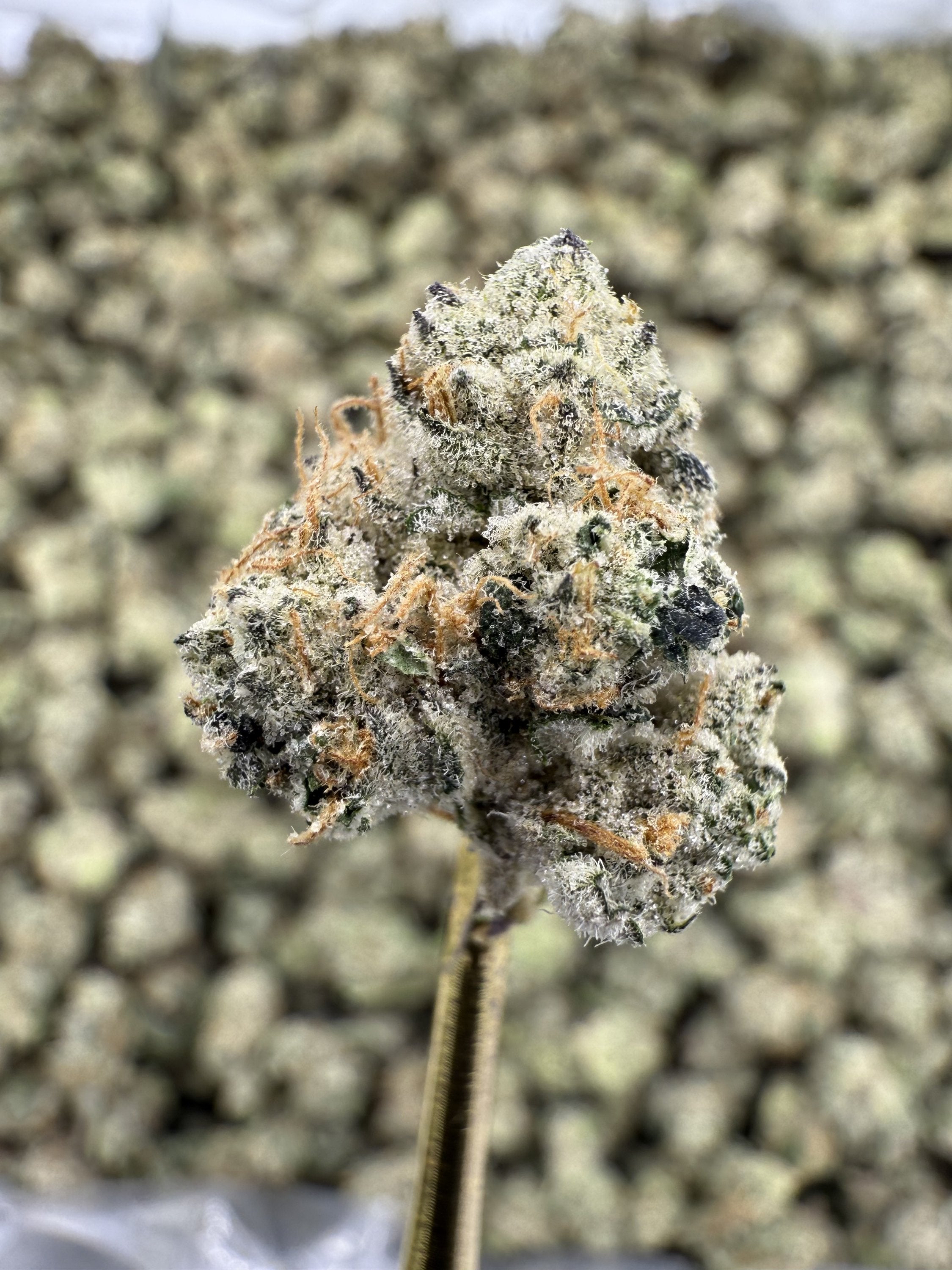 Black Amber - THCA Flower - Indoor Gold Nuggets