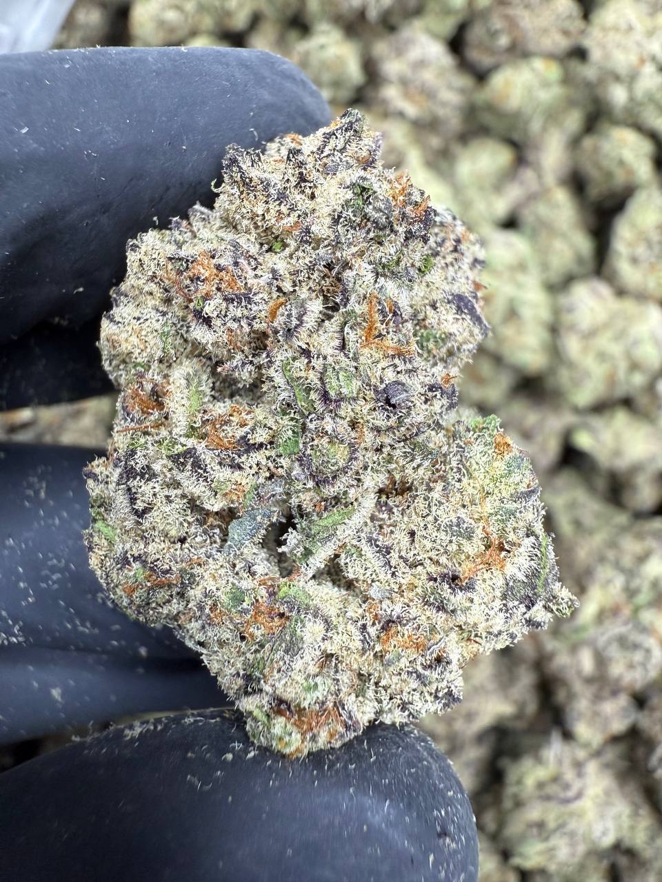 Black Amber - THCA BULK FLOWER - EXOTIC INDOOR