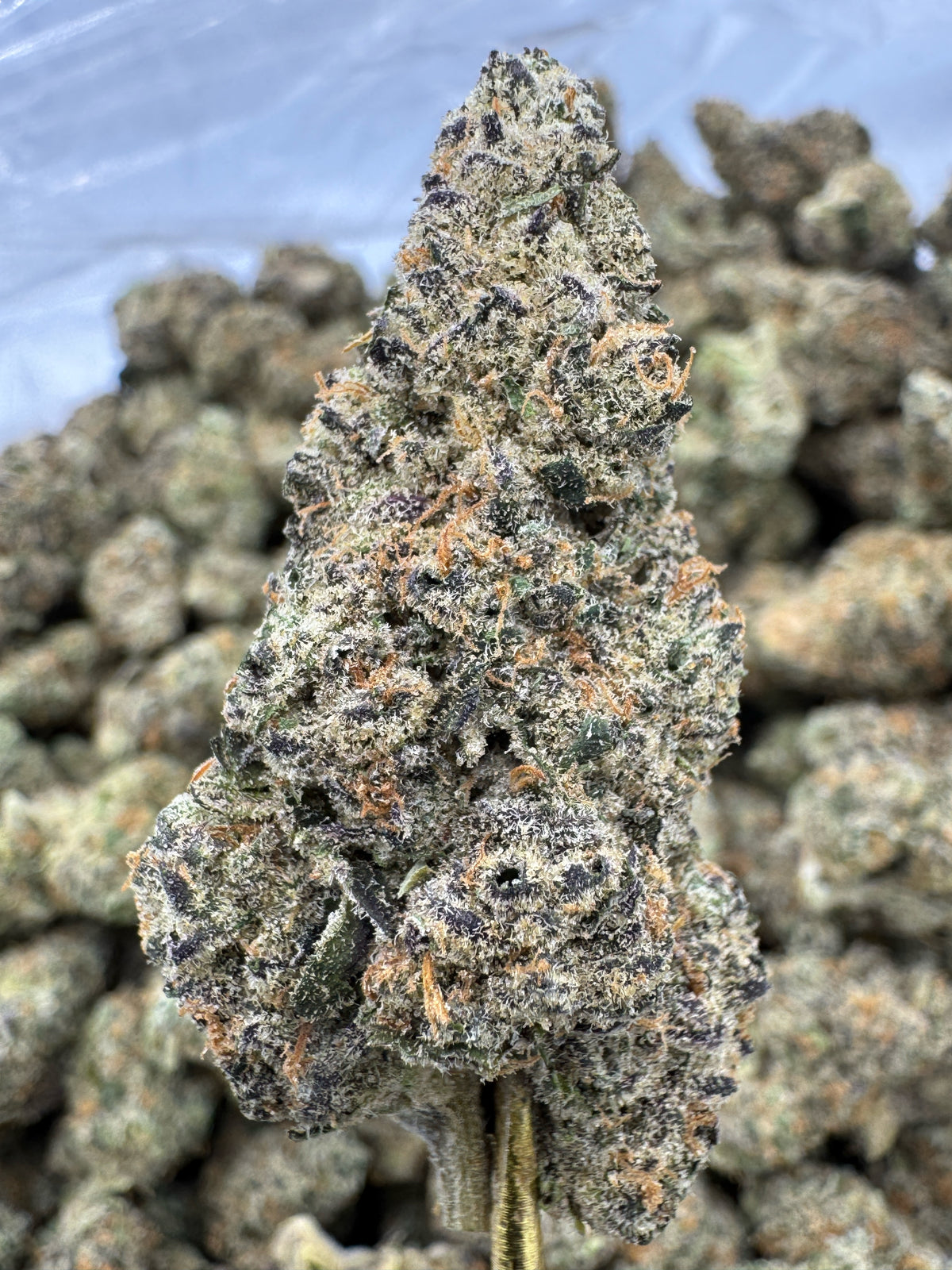 Black Cherry Funk - THCA BULK Flower - Indoor Exotic