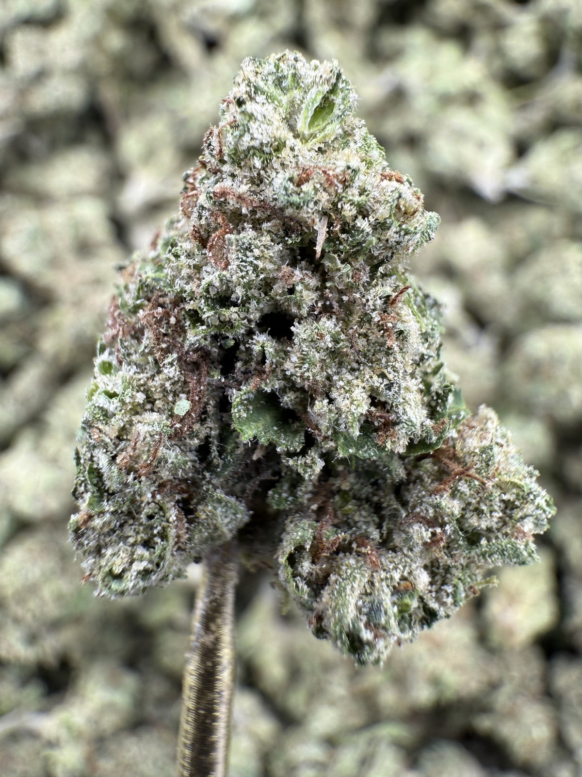 Black Cherry Gelato - THCA Flower - Greenhouse Gold Nuggets