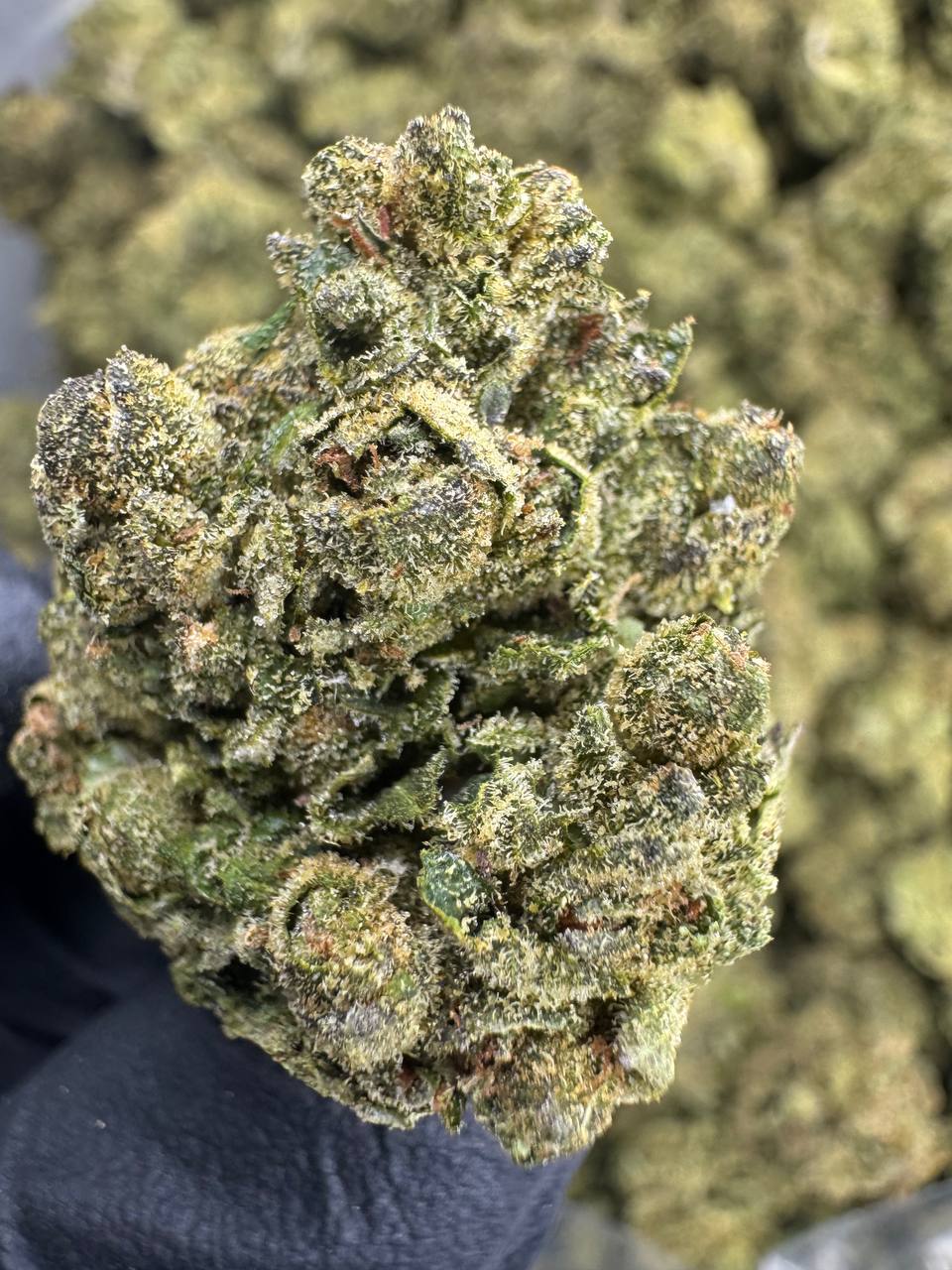 Black Cherry Gelato - THCA BULK FLOWER - AAA