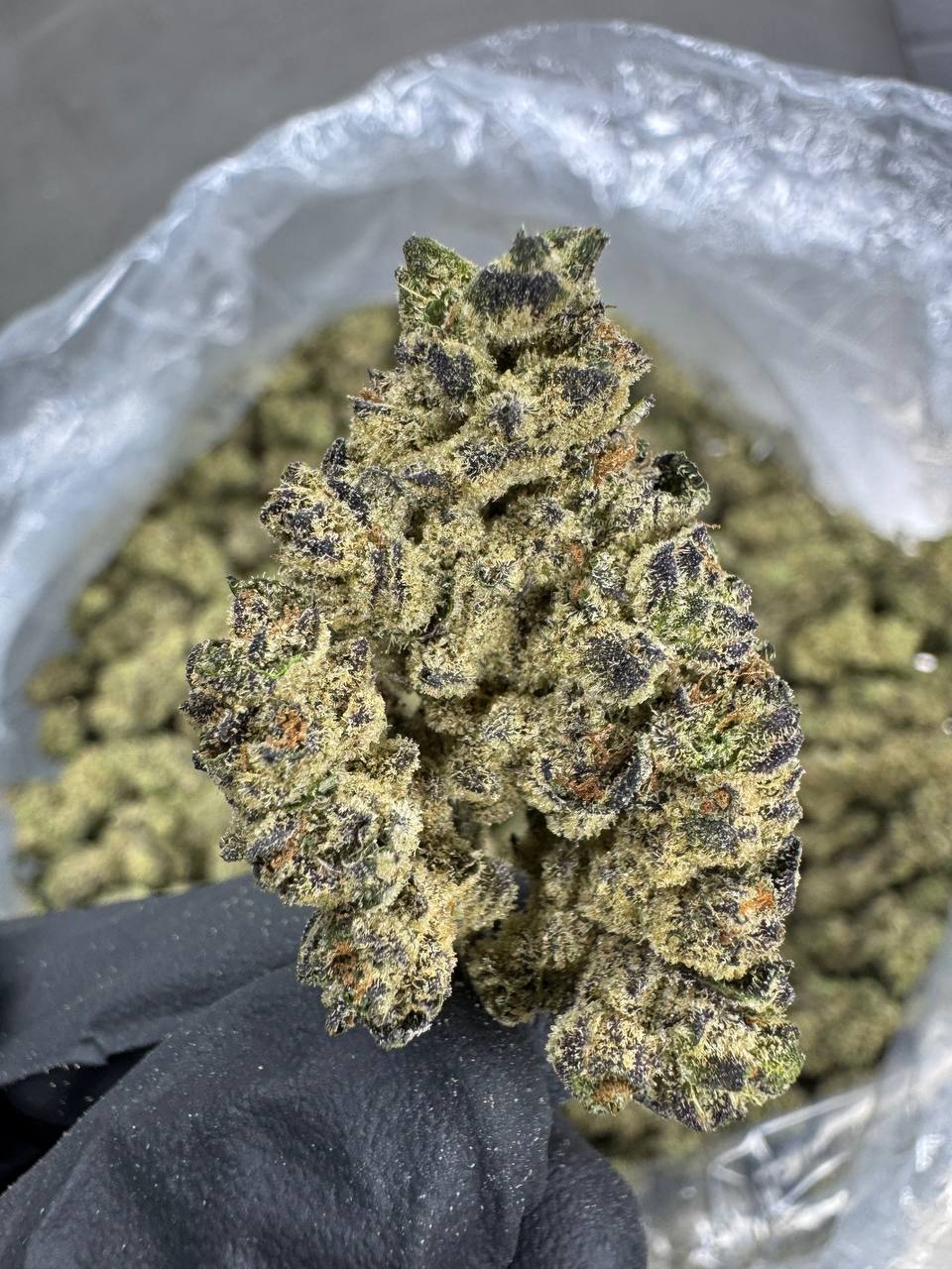 Black Cherry Gelato - THCA BULK FLOWER - AAA