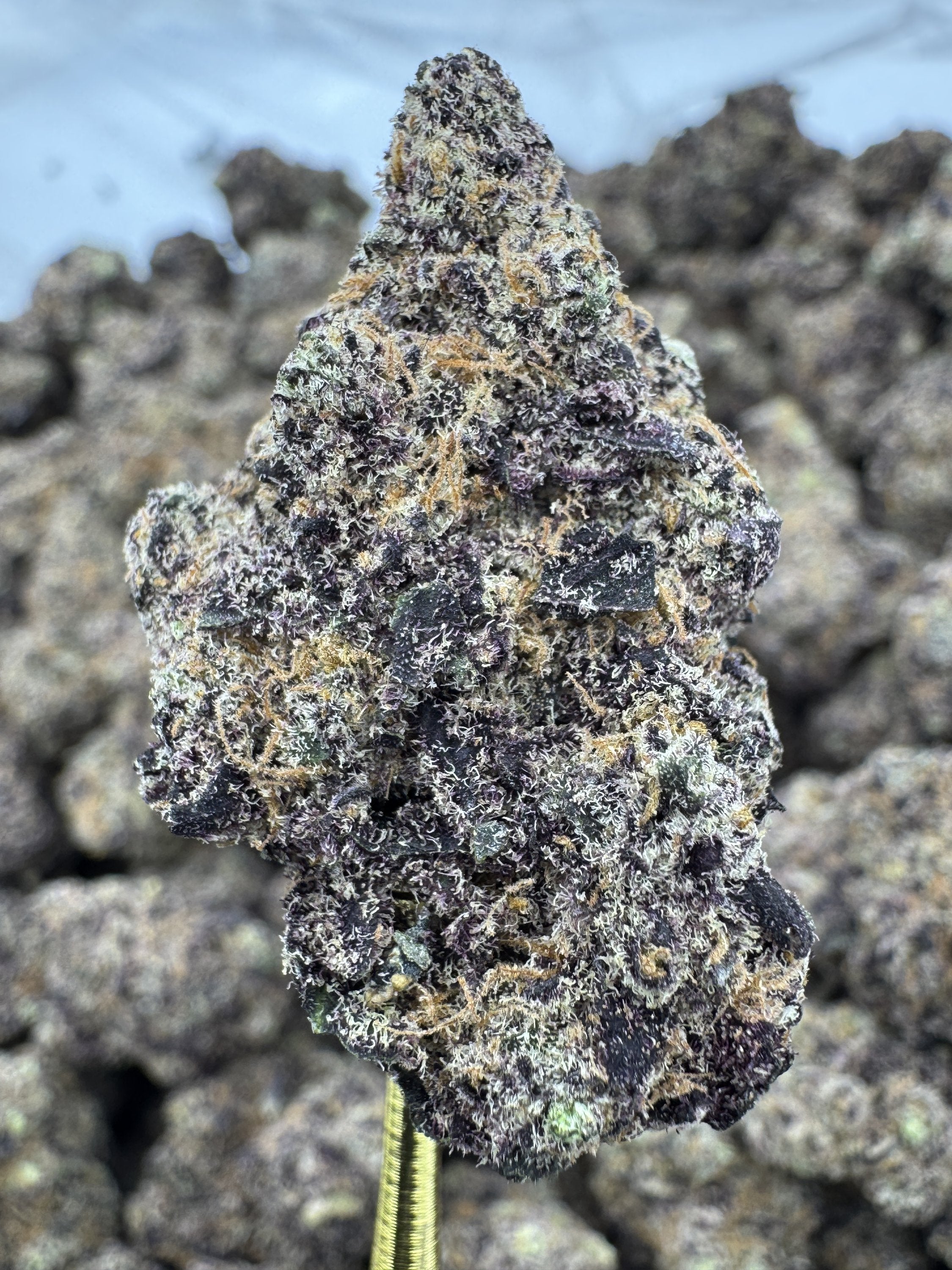 Black Dolphin - THCA BULK Flower - Indoor Exotic