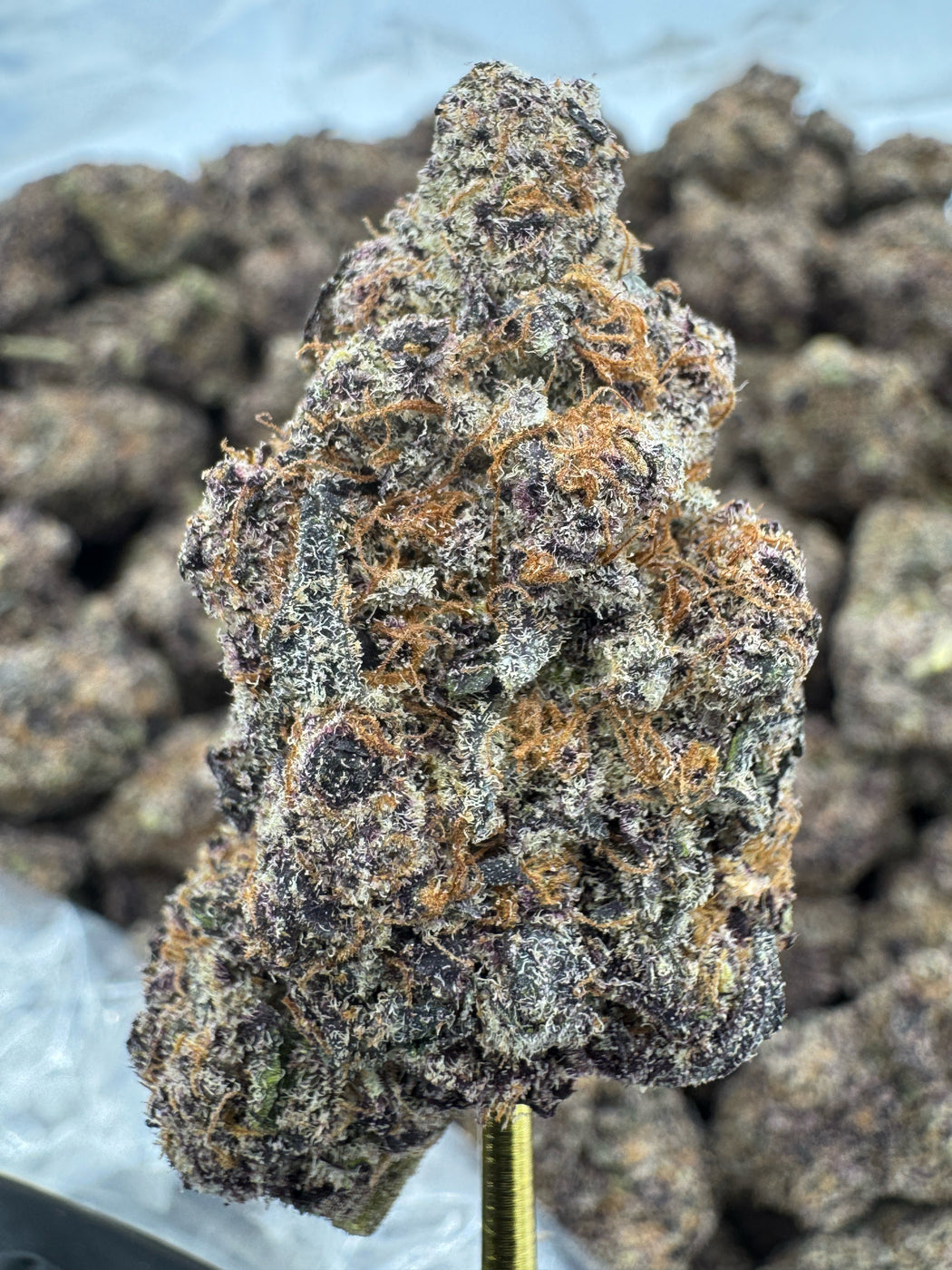 Black Dolphin - THCA BULK FLOWER - EXOTIC INDOOR