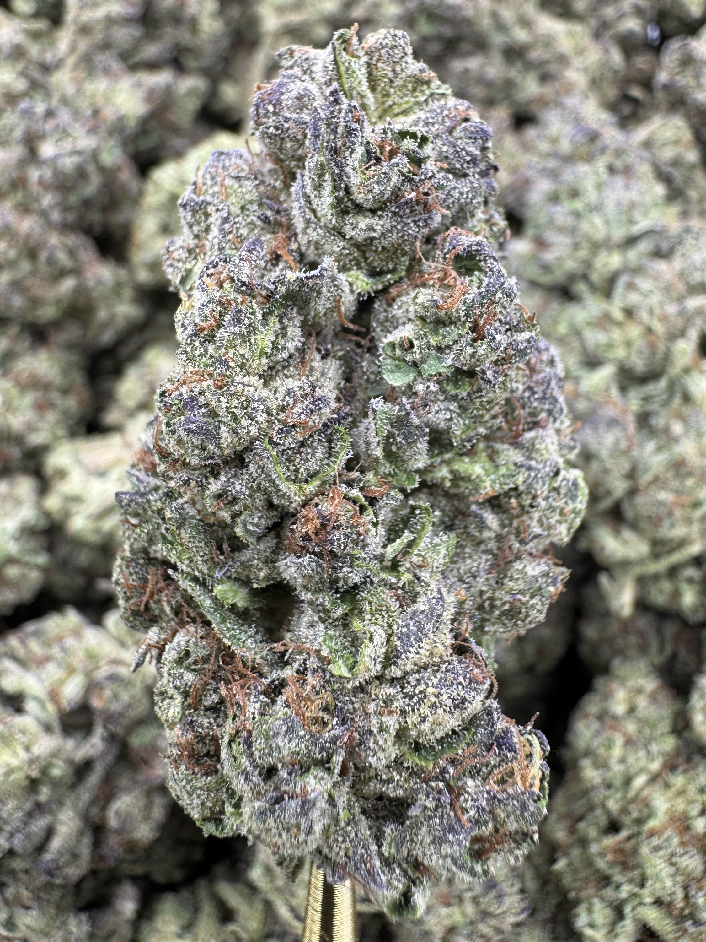 Black Ice - THCA BULK Flower - Greenhouse