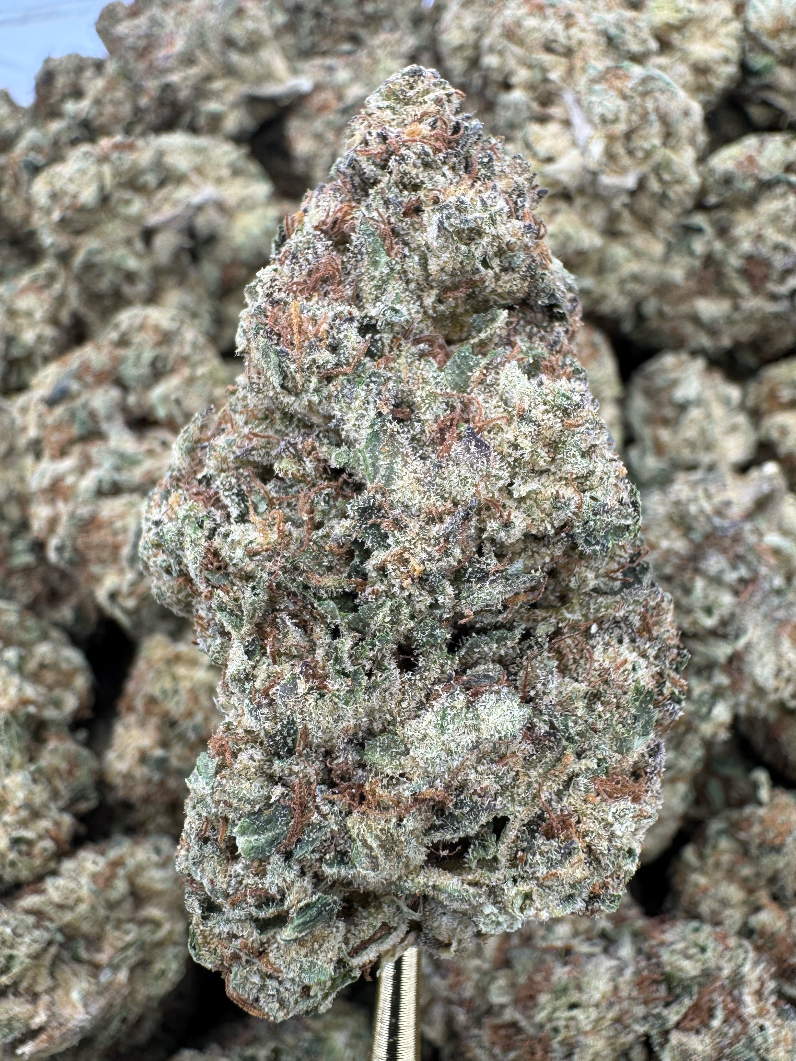 Black Ice