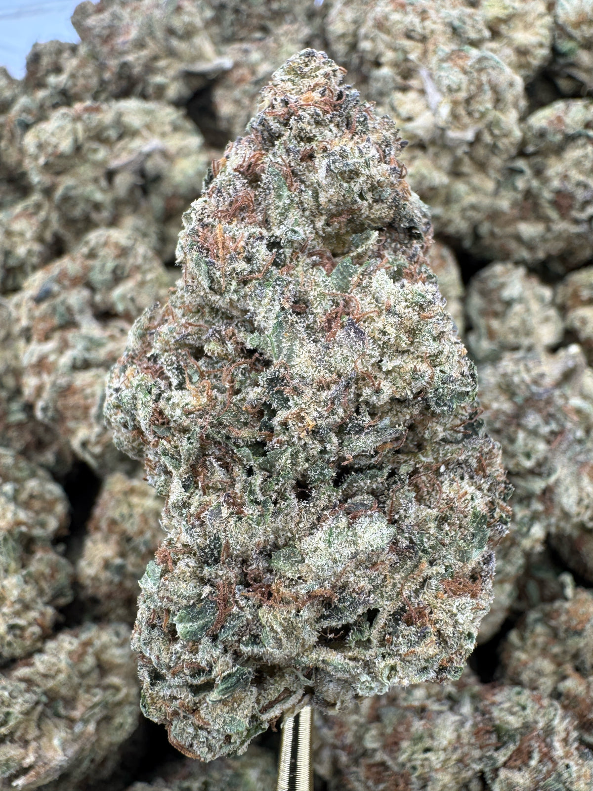 Black Ice - THCA BULK Flower - Indoor