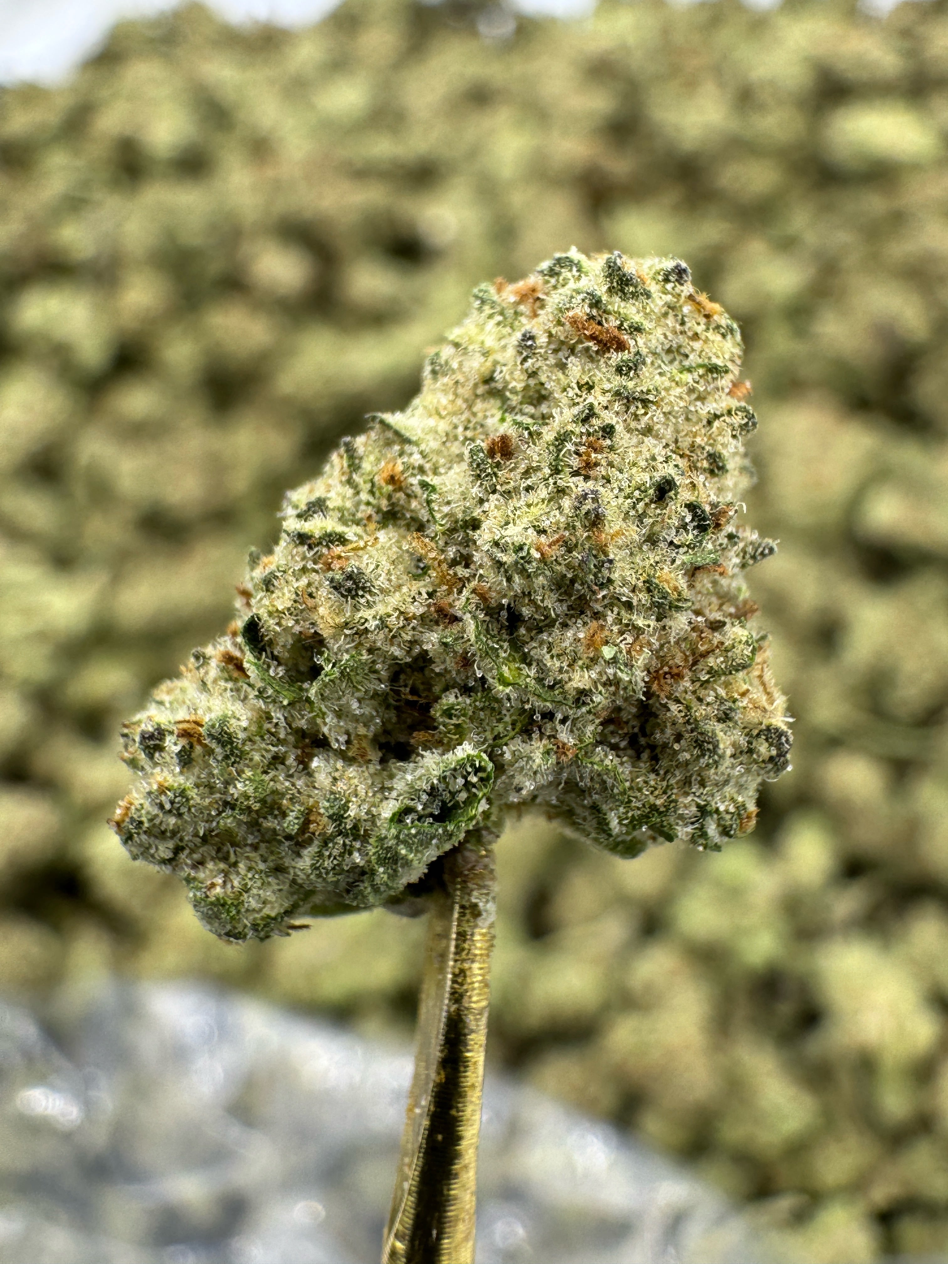 Black Ice - THCA BULK Flower - Indoor Smalls