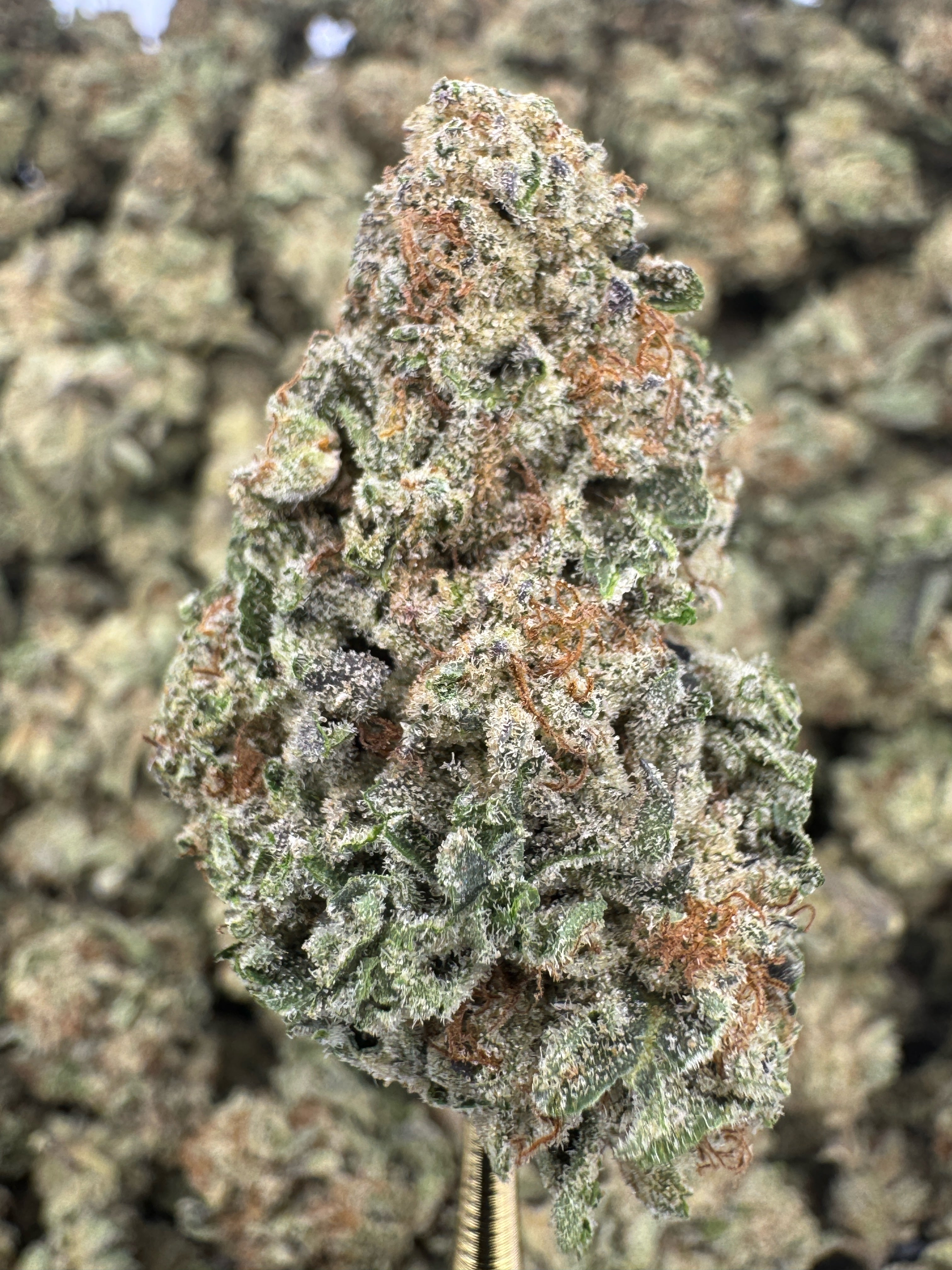 Black Runtz - THCA BULK Flower - Greenhouse