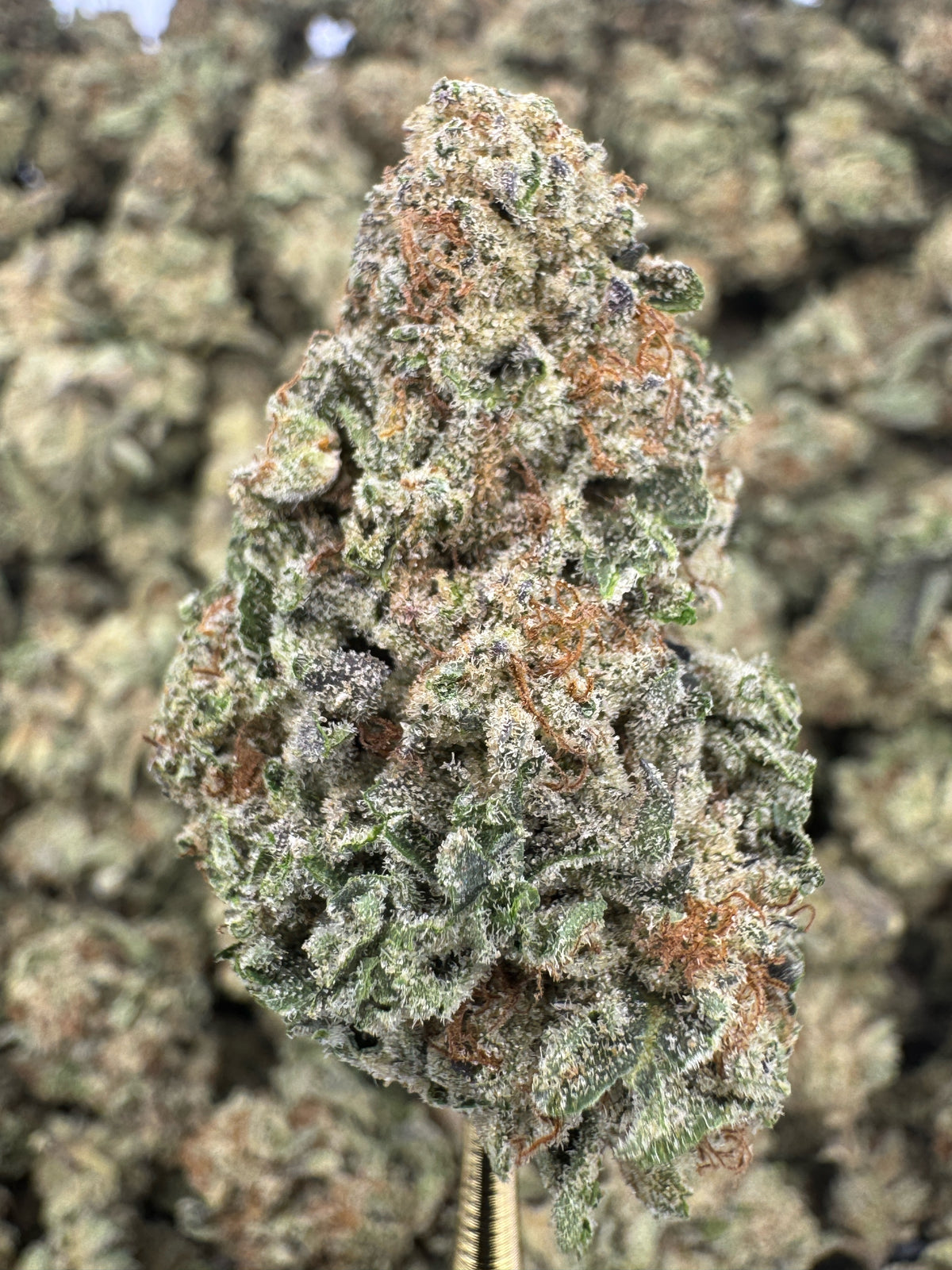 Black Runtz - THCA BULK Flower - Greenhouse