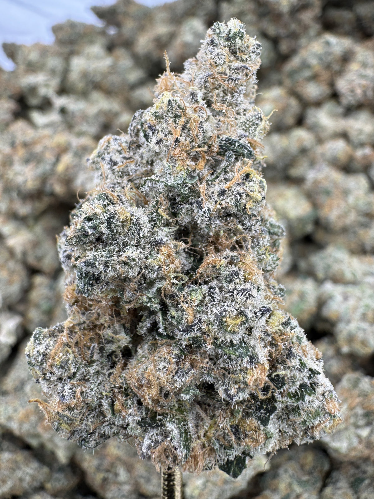 Blackberry Super Boof - THCA BULK Flower - Indoor
