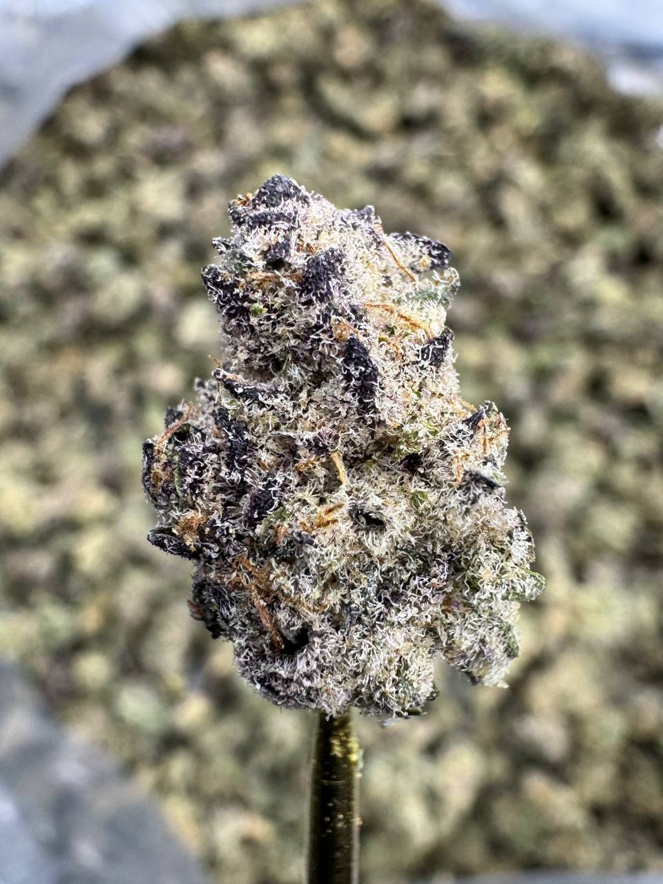 Blackberry Super Boof