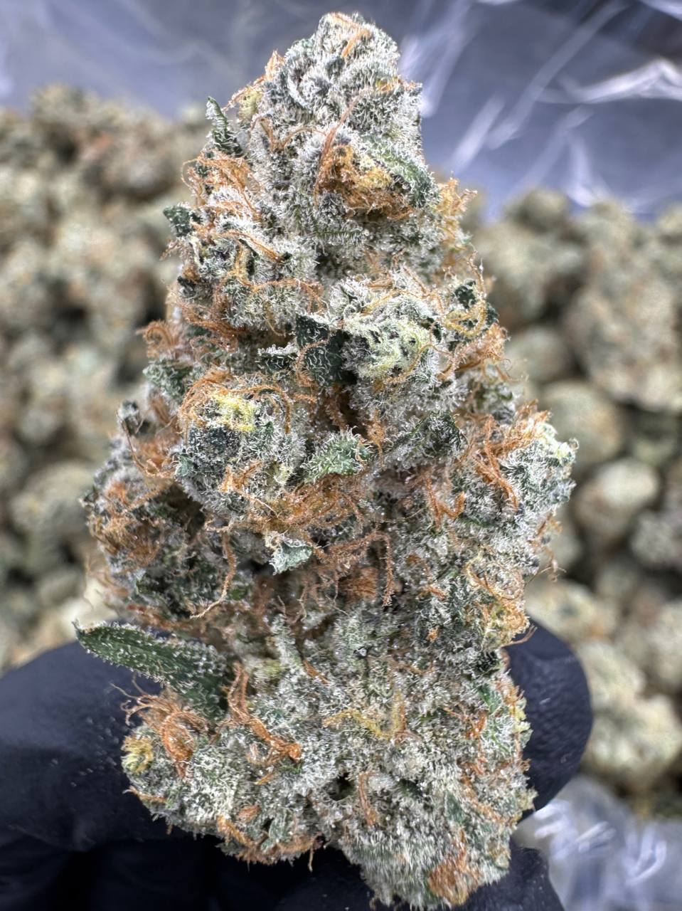 Blackberry Super Boof - THCA FLOWER - EXOTIC INDOOR