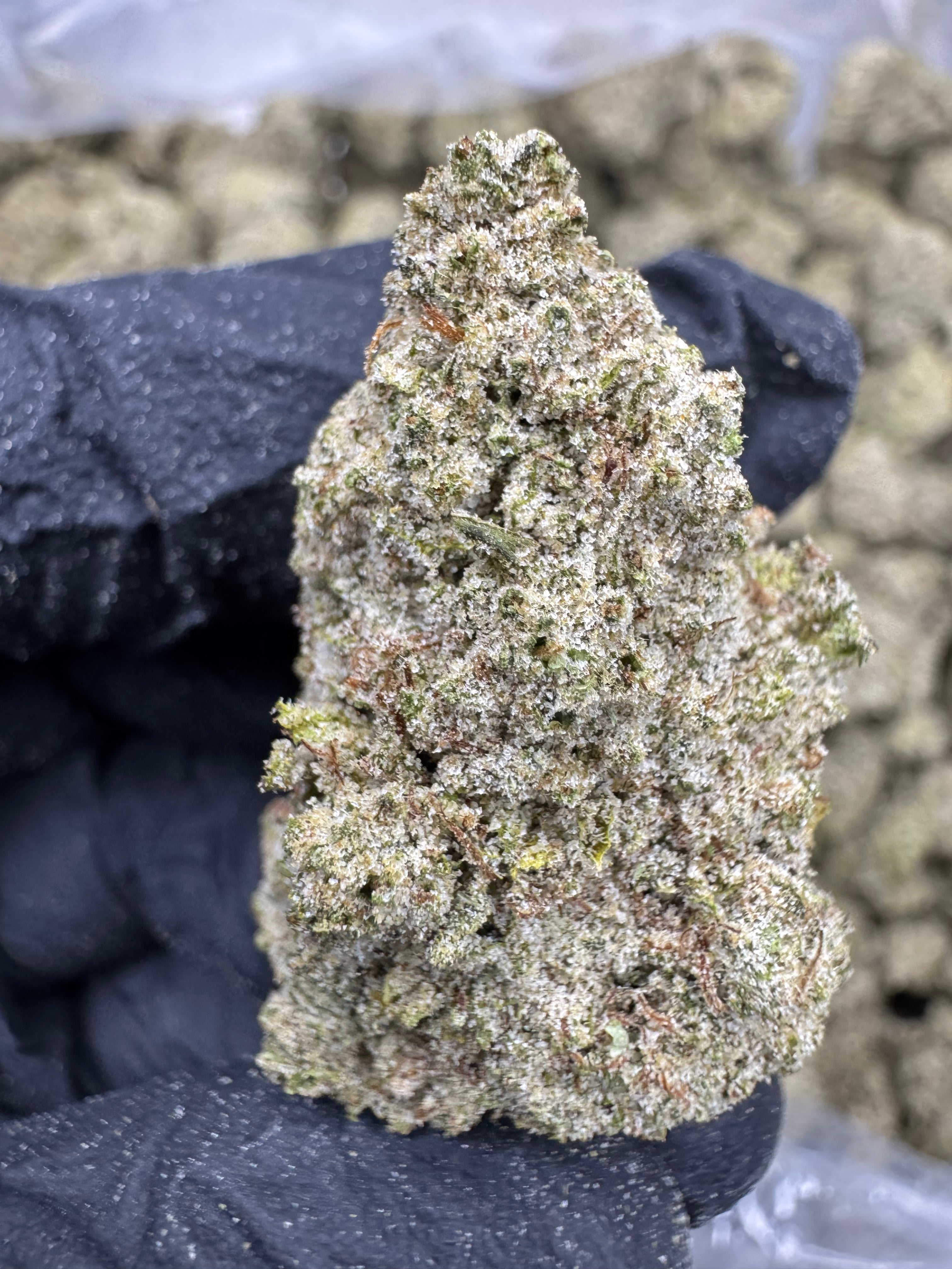 Blue Dream - THCP BULK Flower - Sungrown