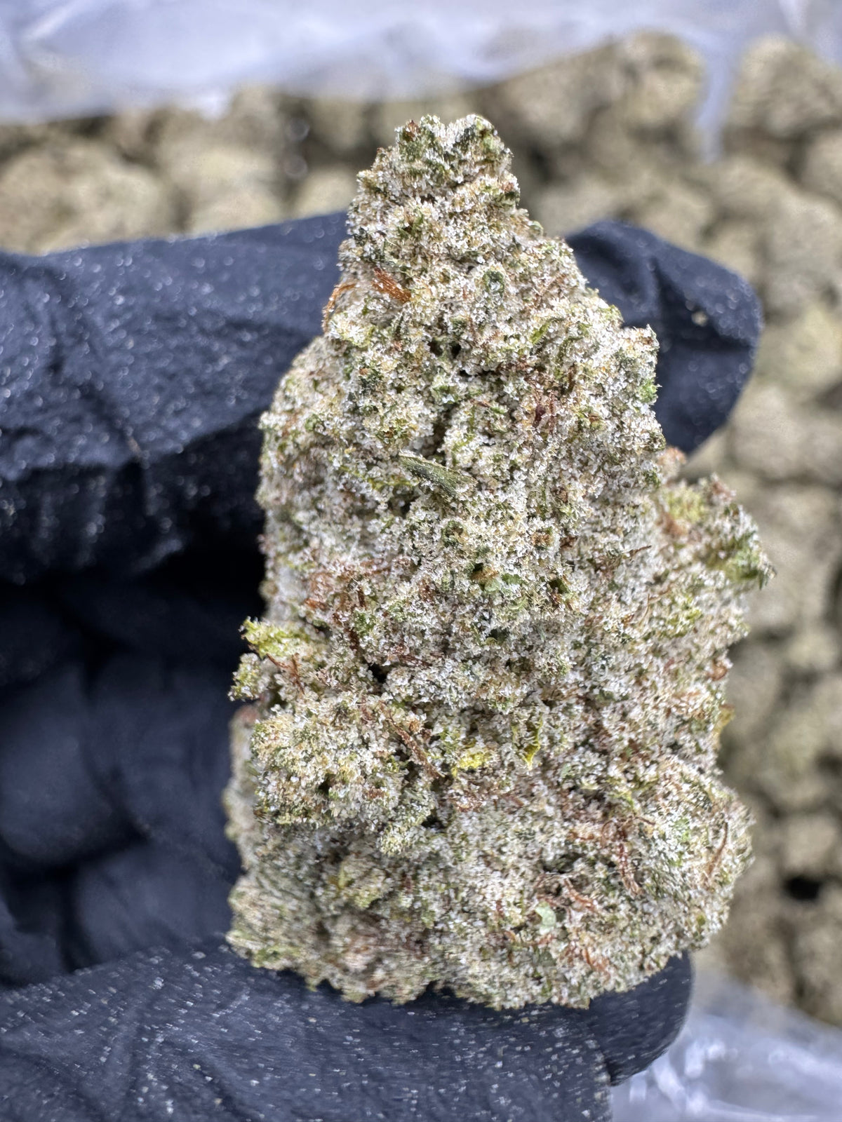 Blue Dream - THCP BULK Flower - Sungrown