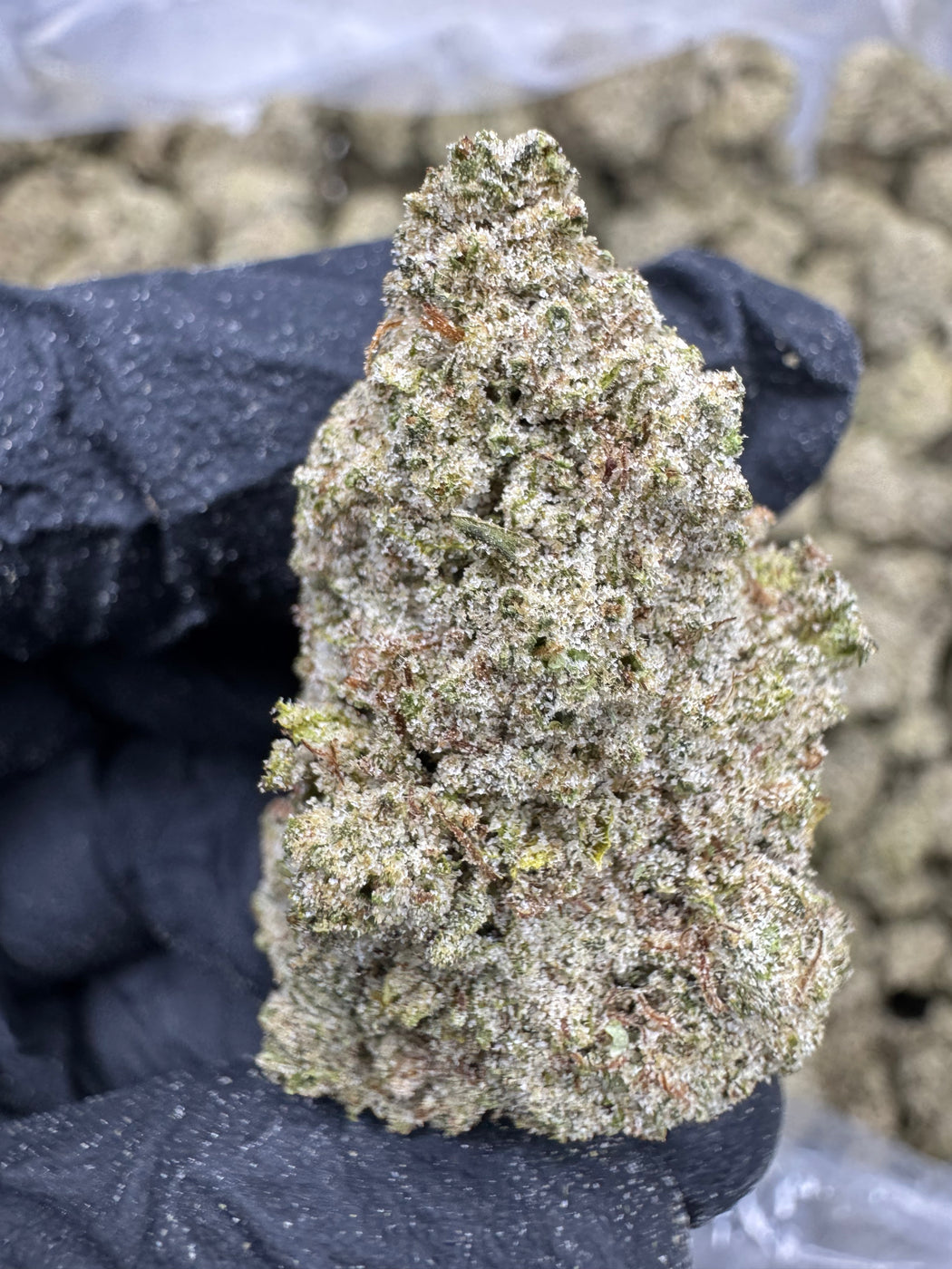 Blue Dream - THCP BULK FLOWER