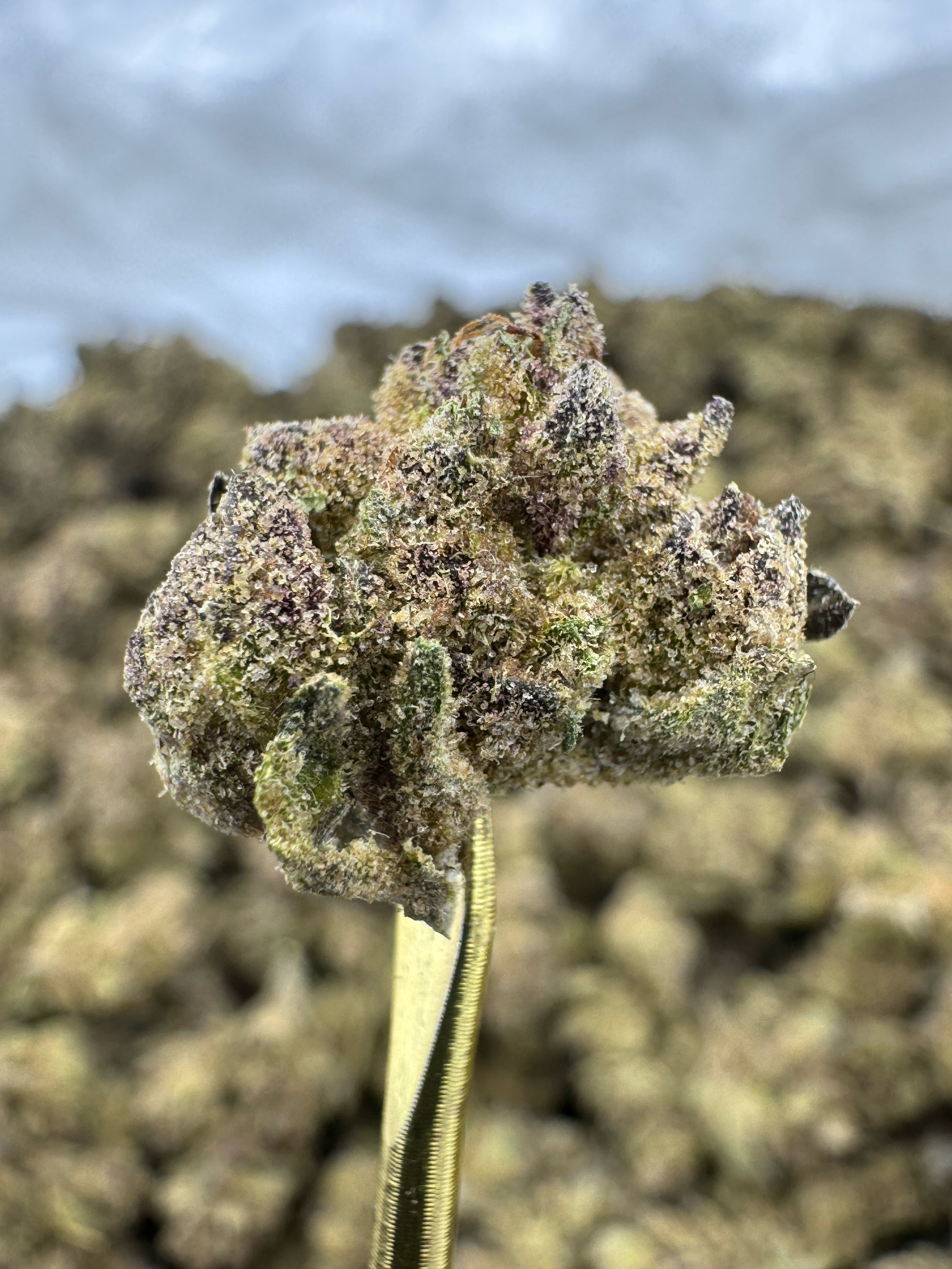 Blue Lobster - THCA Flower - Greenhouse Gold Nuggets