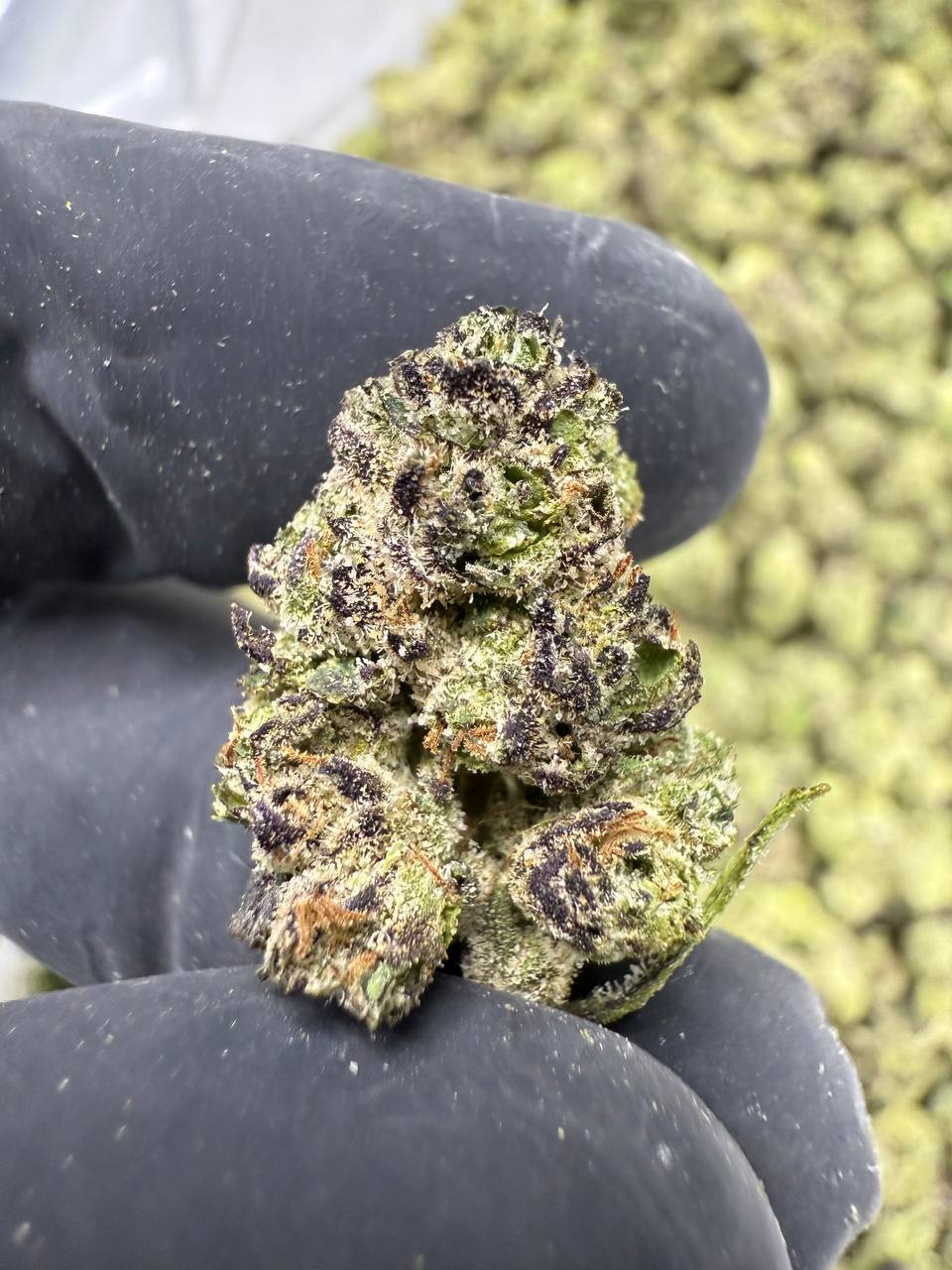 Blue Andeze - THCA BULK Flower - Indoor Smalls Exotic