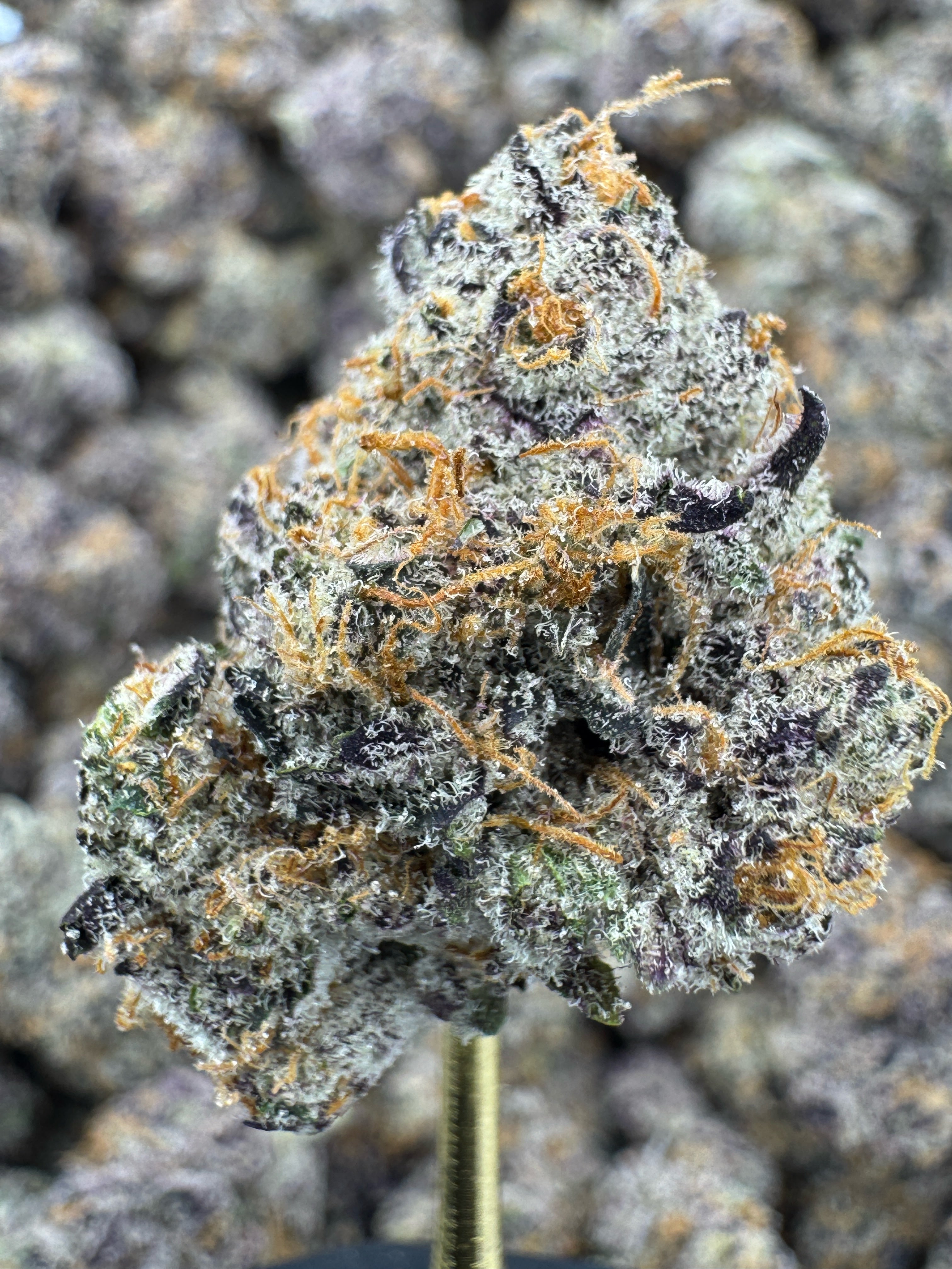 shine vapes blue diamond Shop Blue Dream [2g] | The Dispensary