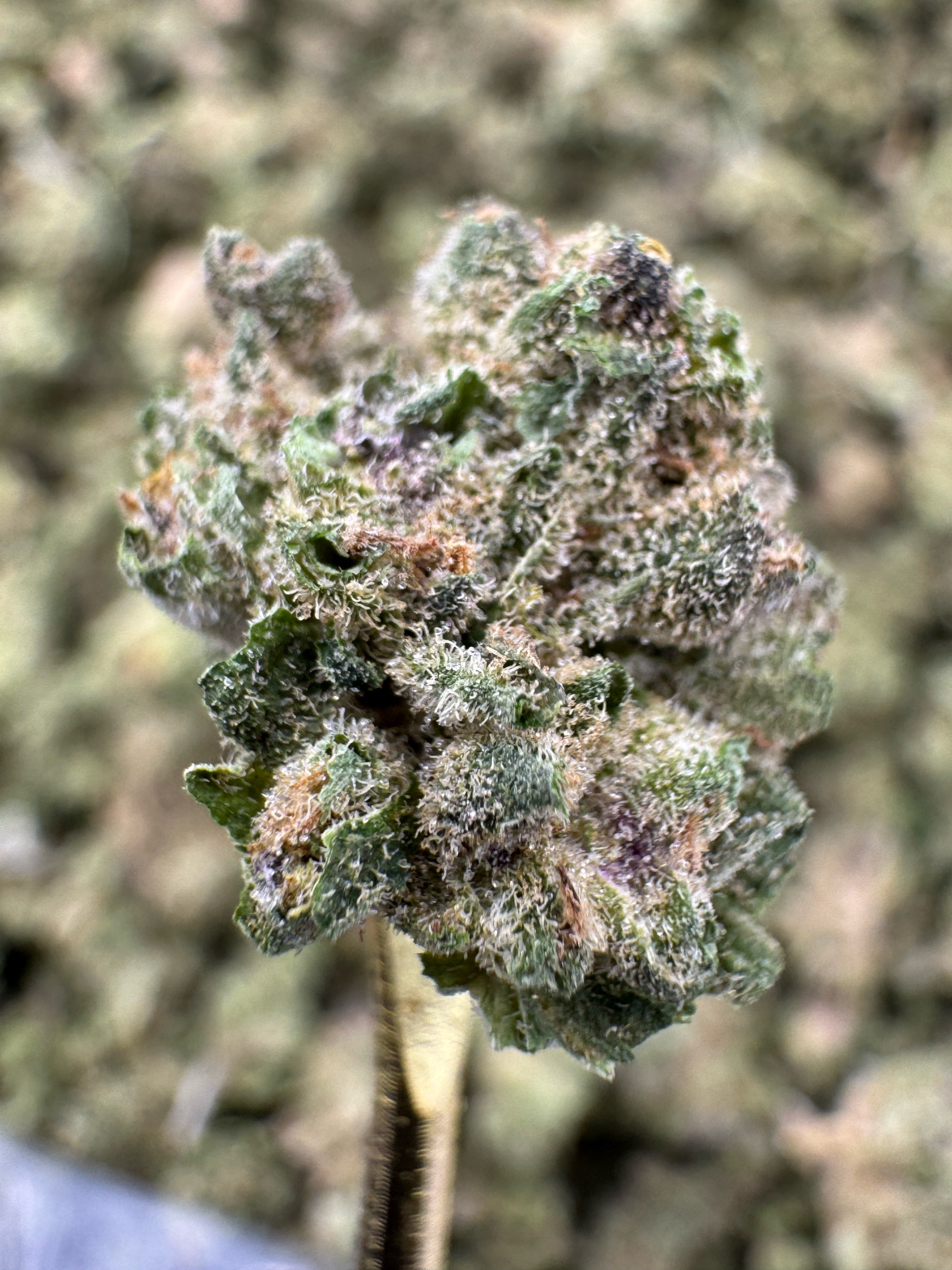 Blue Dream - THCA Flower - Greenhouse Gold Nuggets