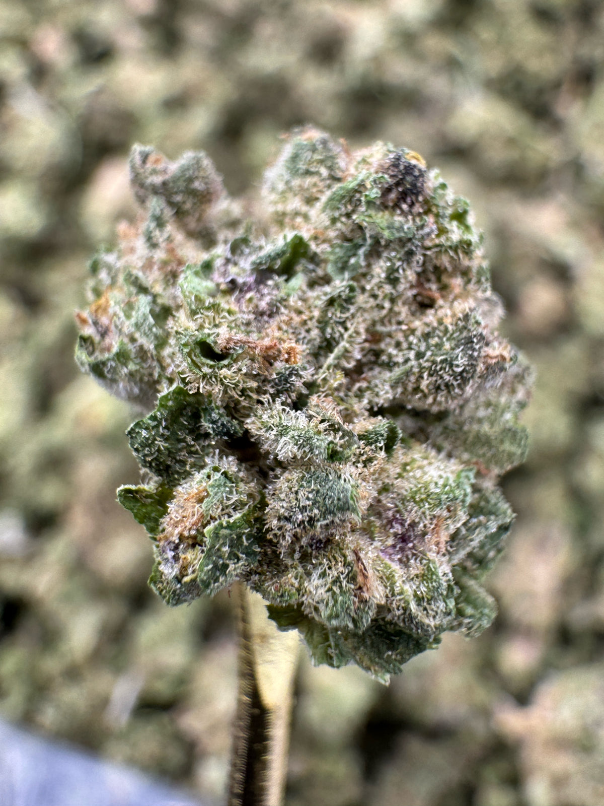 Blue Dream - THCA Flower - Greenhouse Gold Nuggets