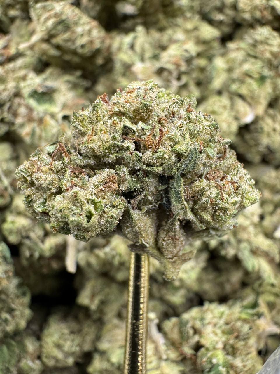 Blue Lobster - THCA BULK Flower - Greenhouse Smalls