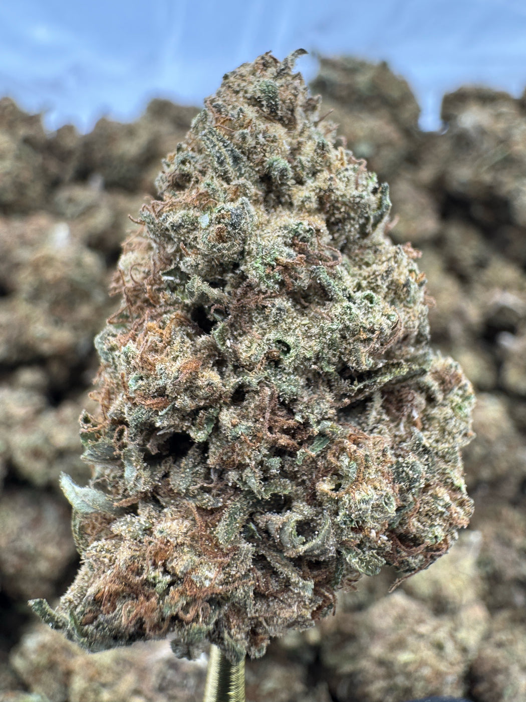 Blue Lobster - THCA BULK FLOWER - TOP SHELF