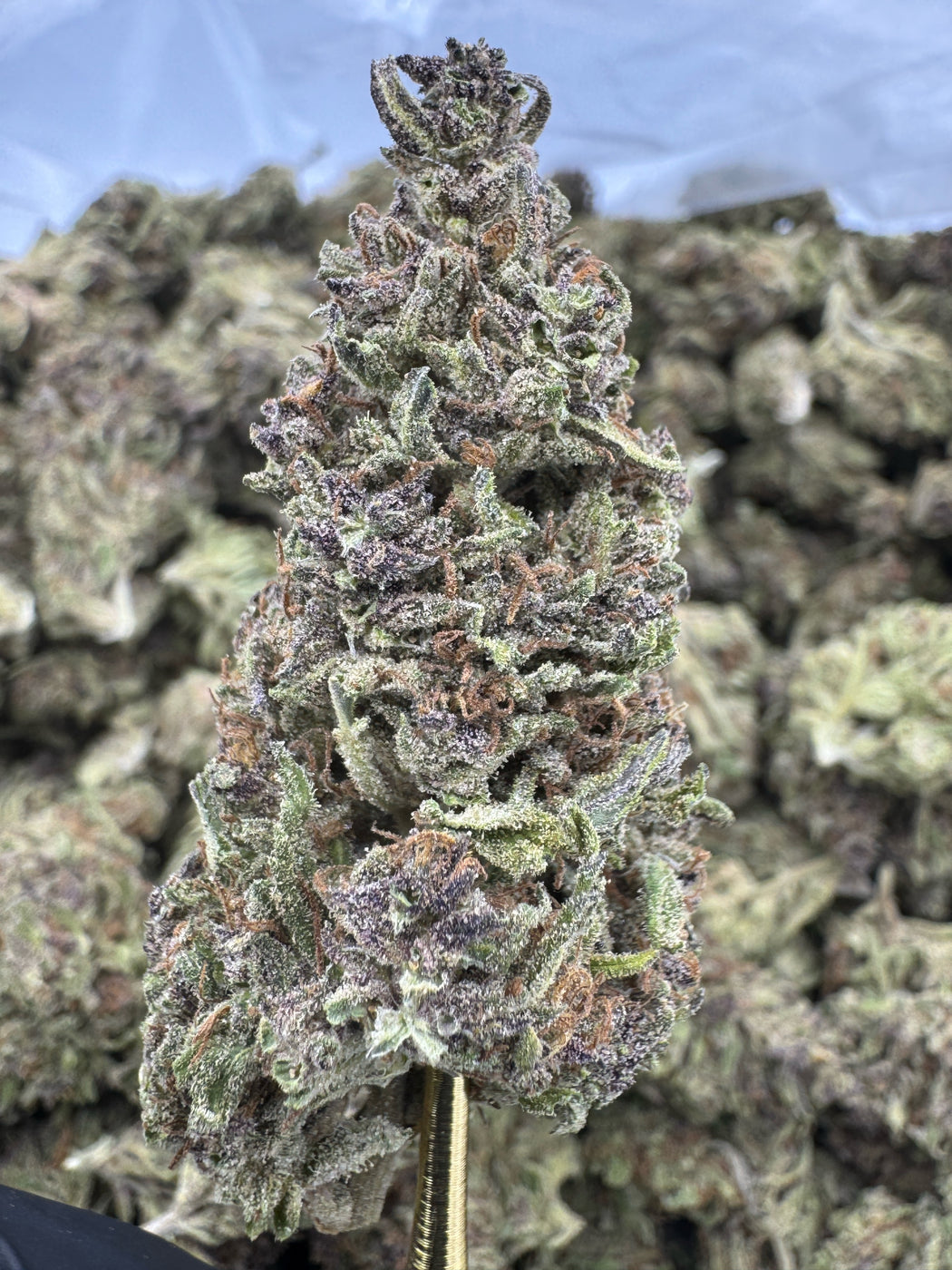 Blue Zushi - THCA BULK FLOWER - CLASSIC RESERVE