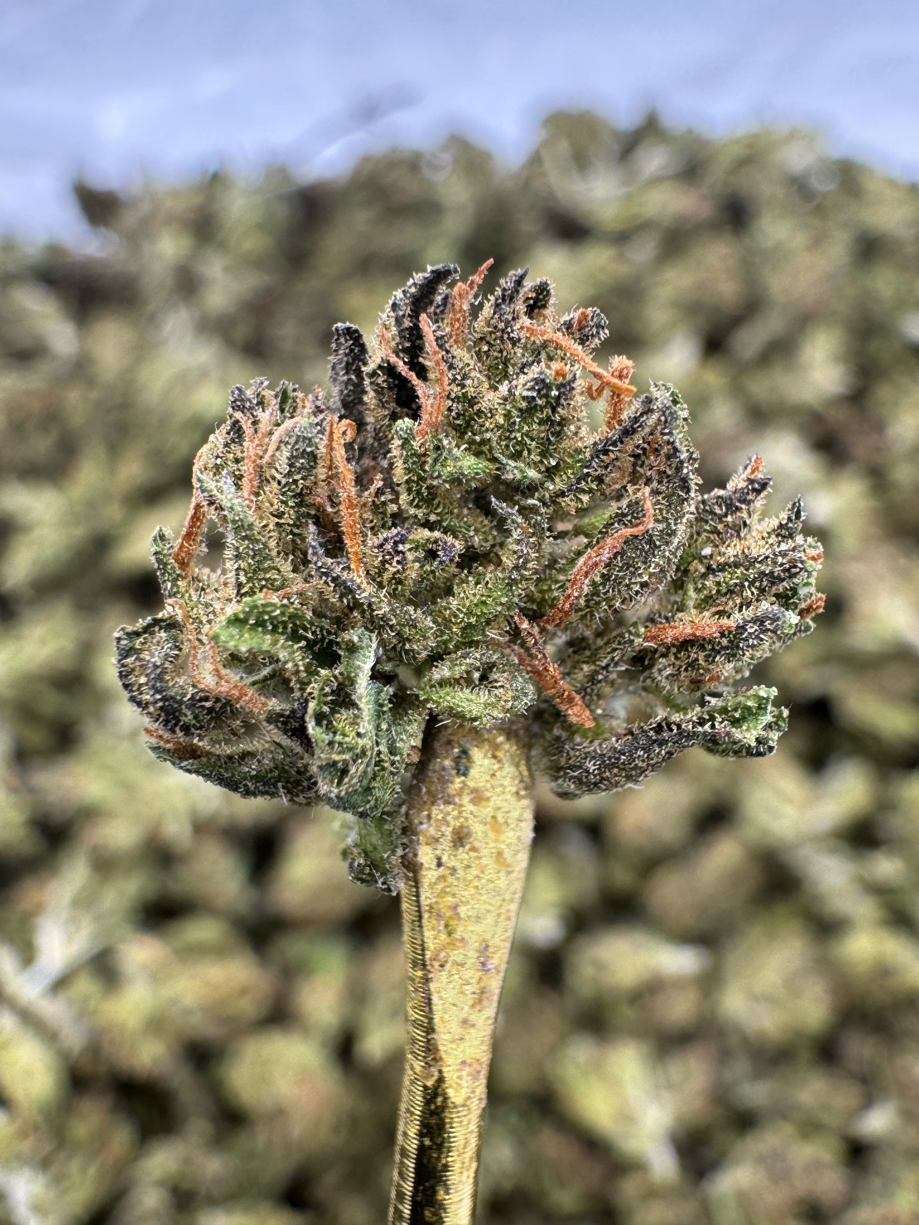 Blue Zushi - THCA Flower - Sungrown Gold Nuggets