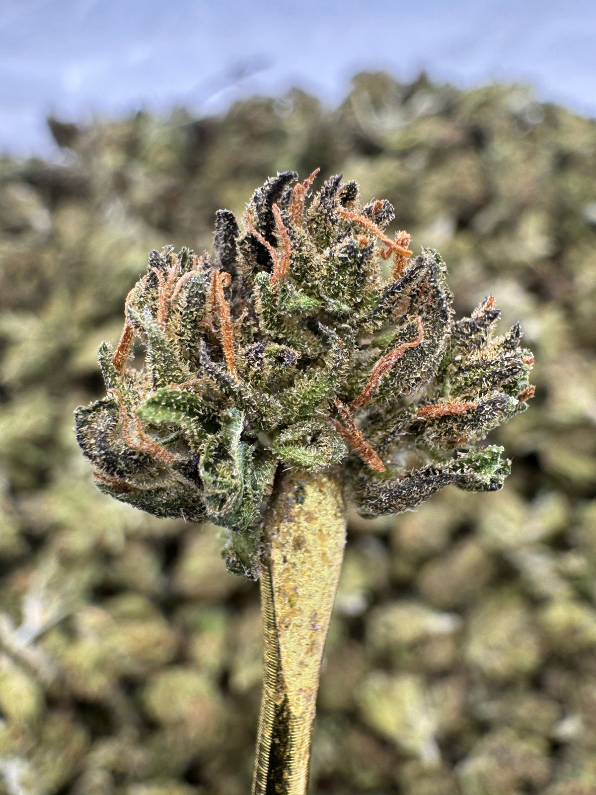 Blue Zushi - THCA Flower - Sungrown Gold Nuggets