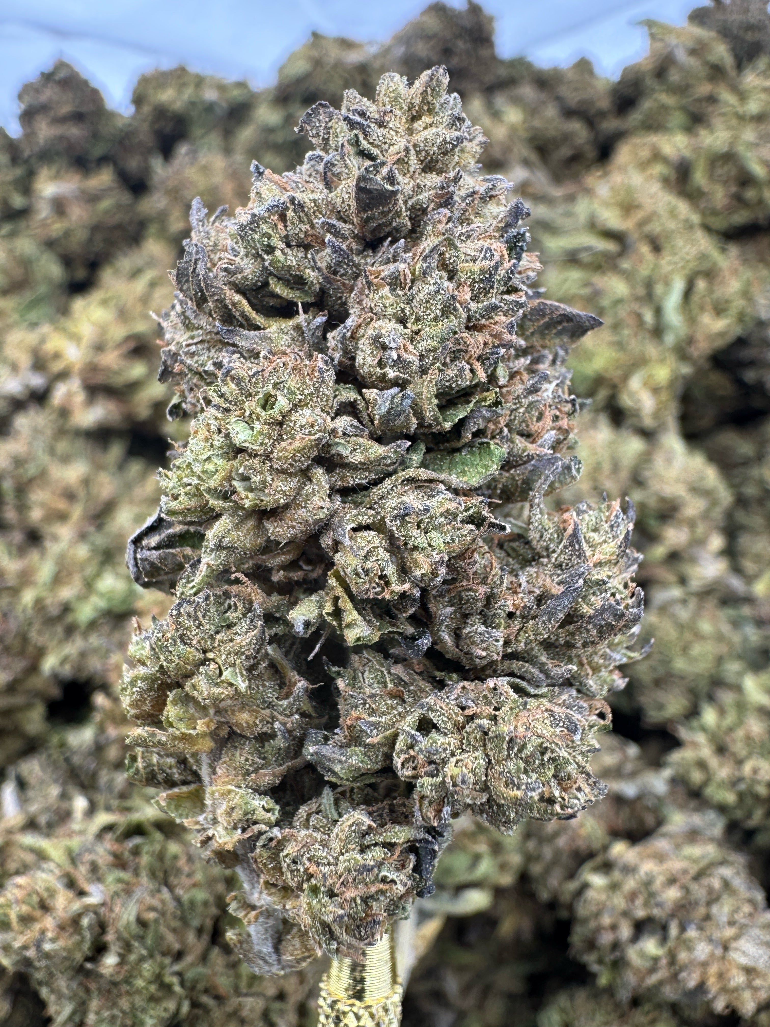 Blue Zushi - THCA Flower - Sungrown Top Cut