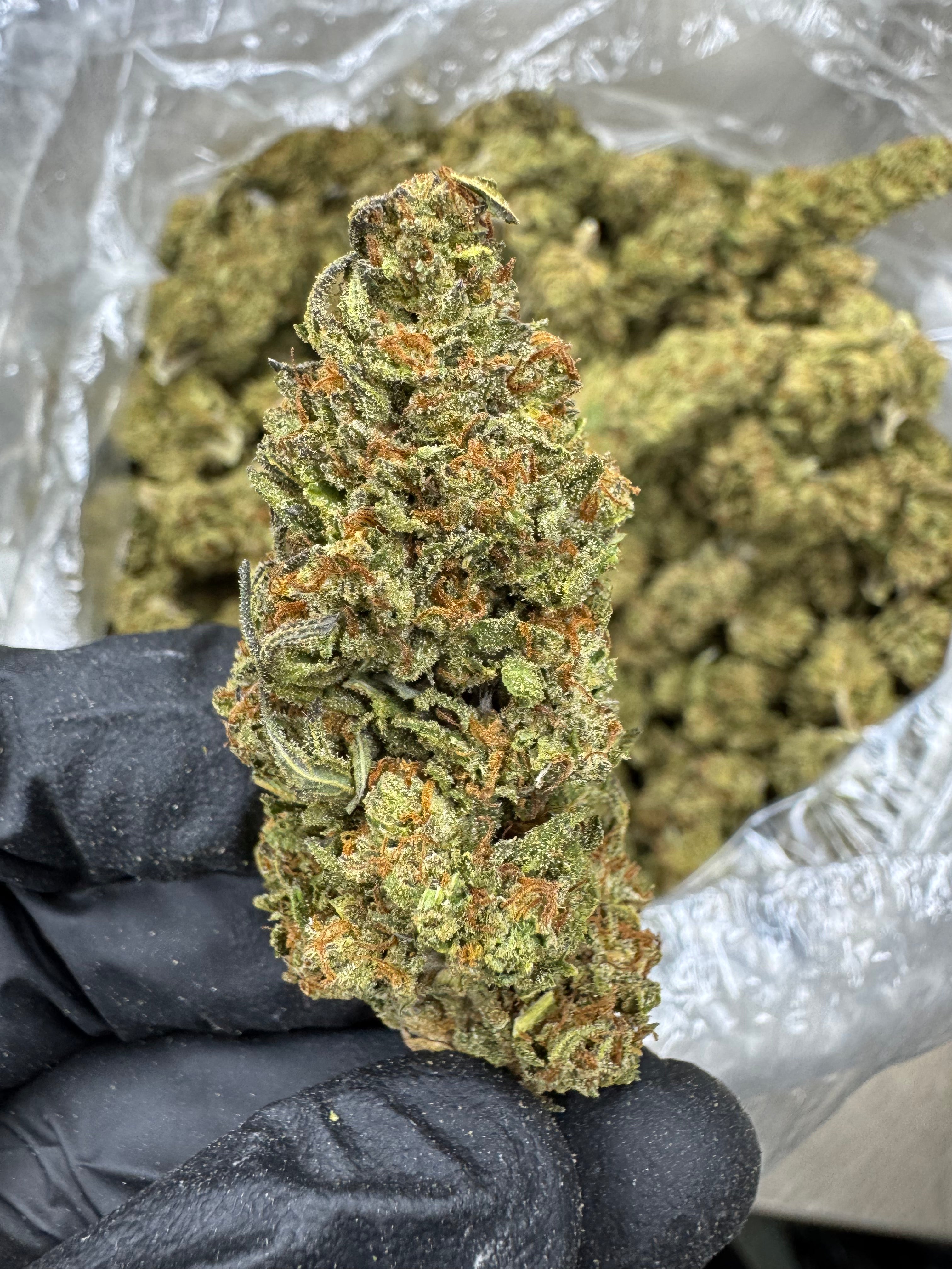 Blueberry Muffin - THCA BULK Flower - Sungrown