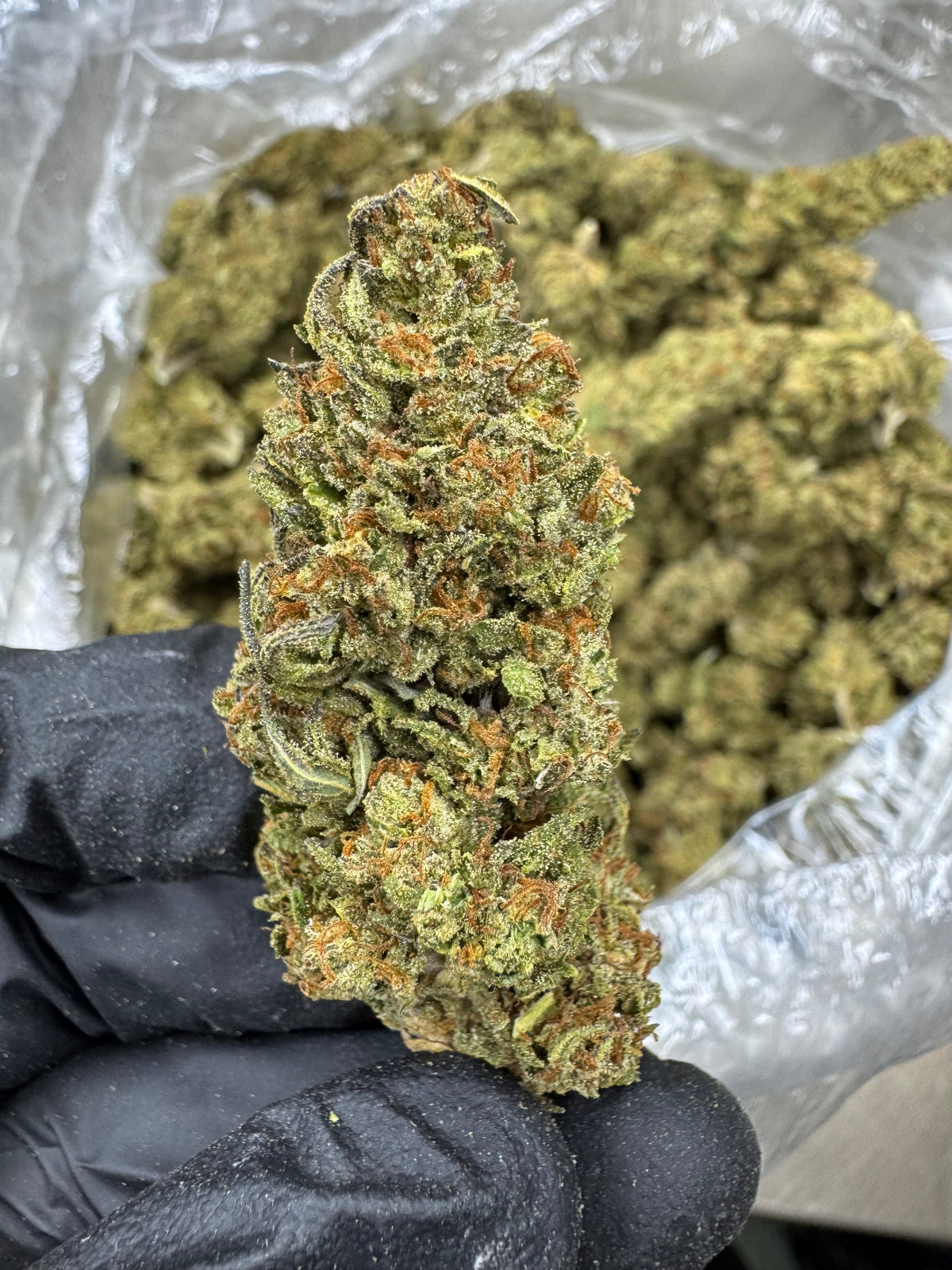 Blueberry Muffin - THCA BULK Flower - Sungrown