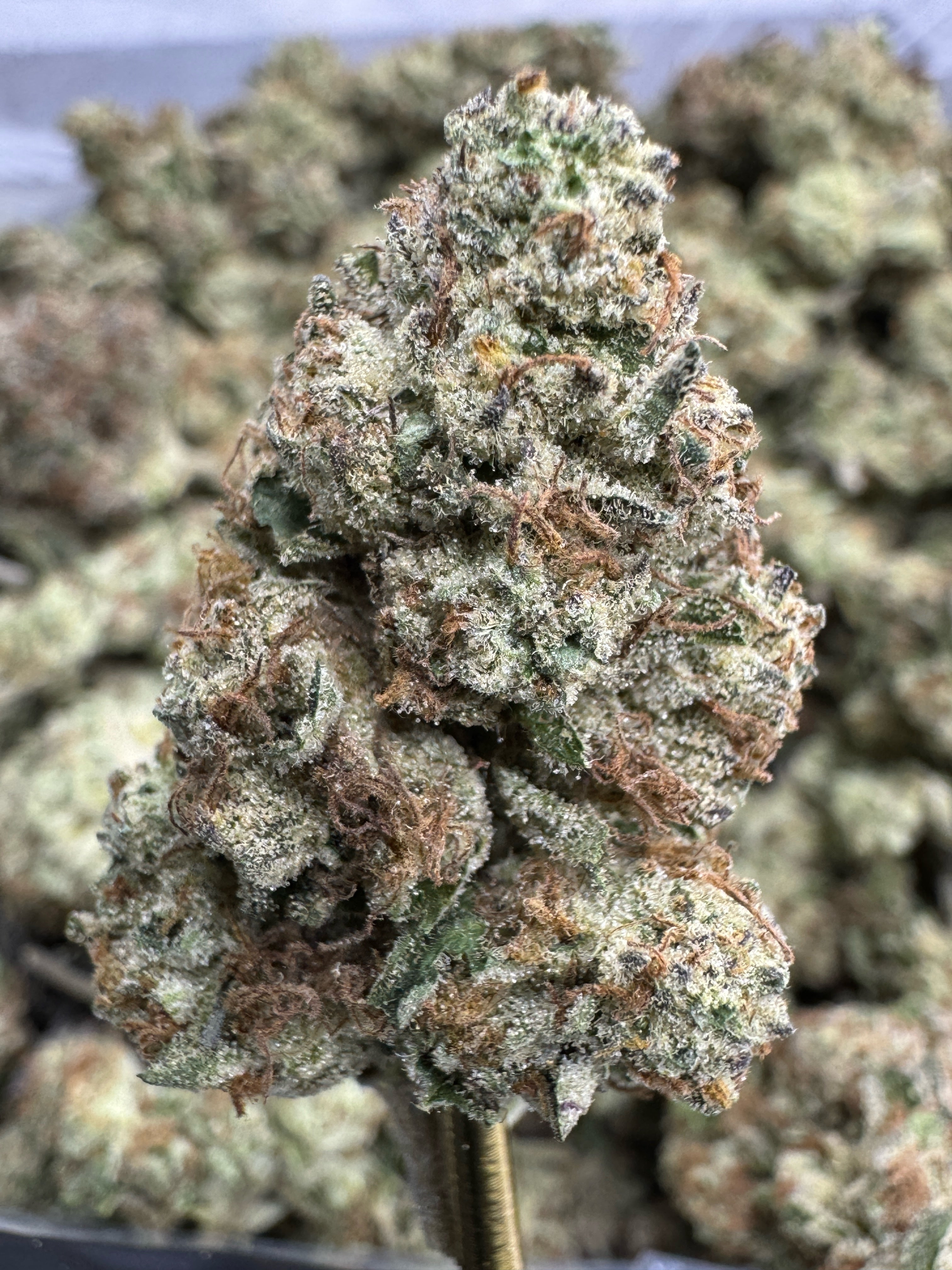 Blueberry Caviar - THCA BULK Flower - Sungrown