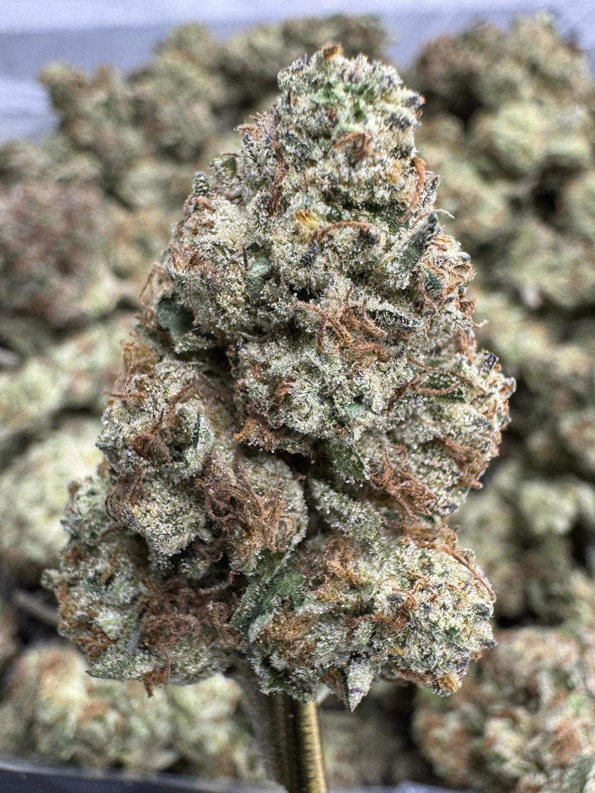Blueberry Caviar - THCA BULK Flower - Sungrown