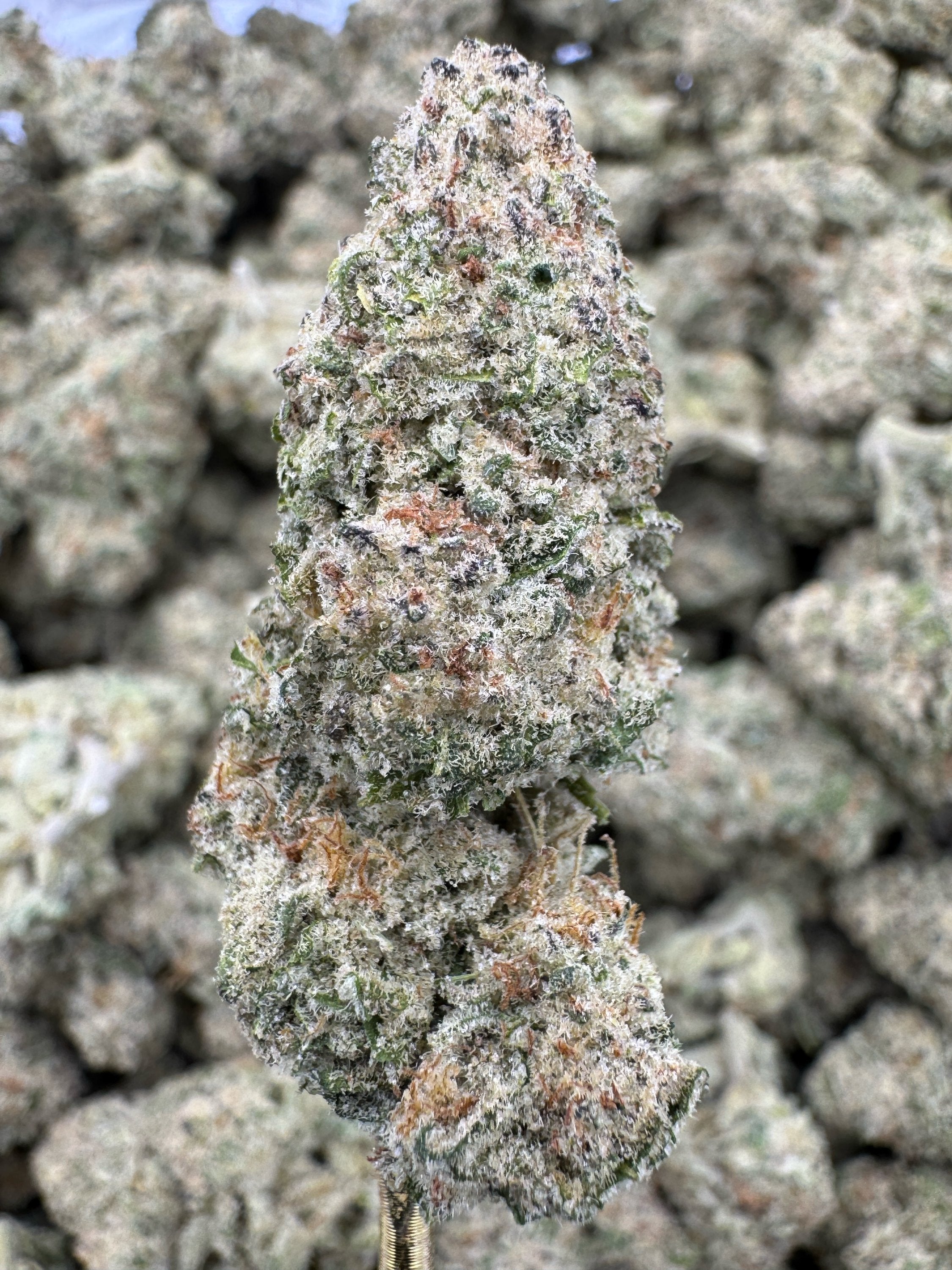 Blueberry Eclair - THCA Flower - Greenhouse Top Cut